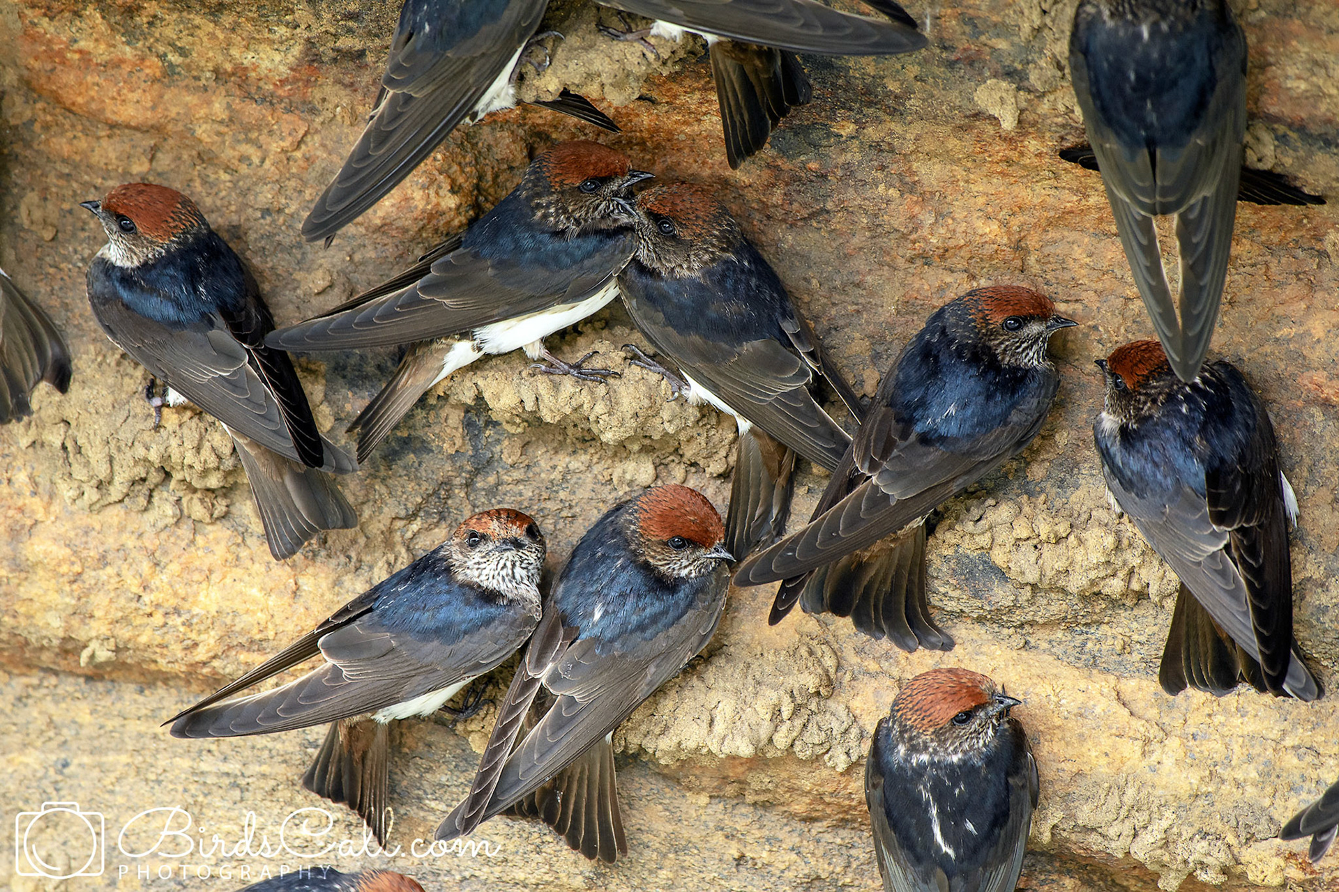 Mud Swallow
