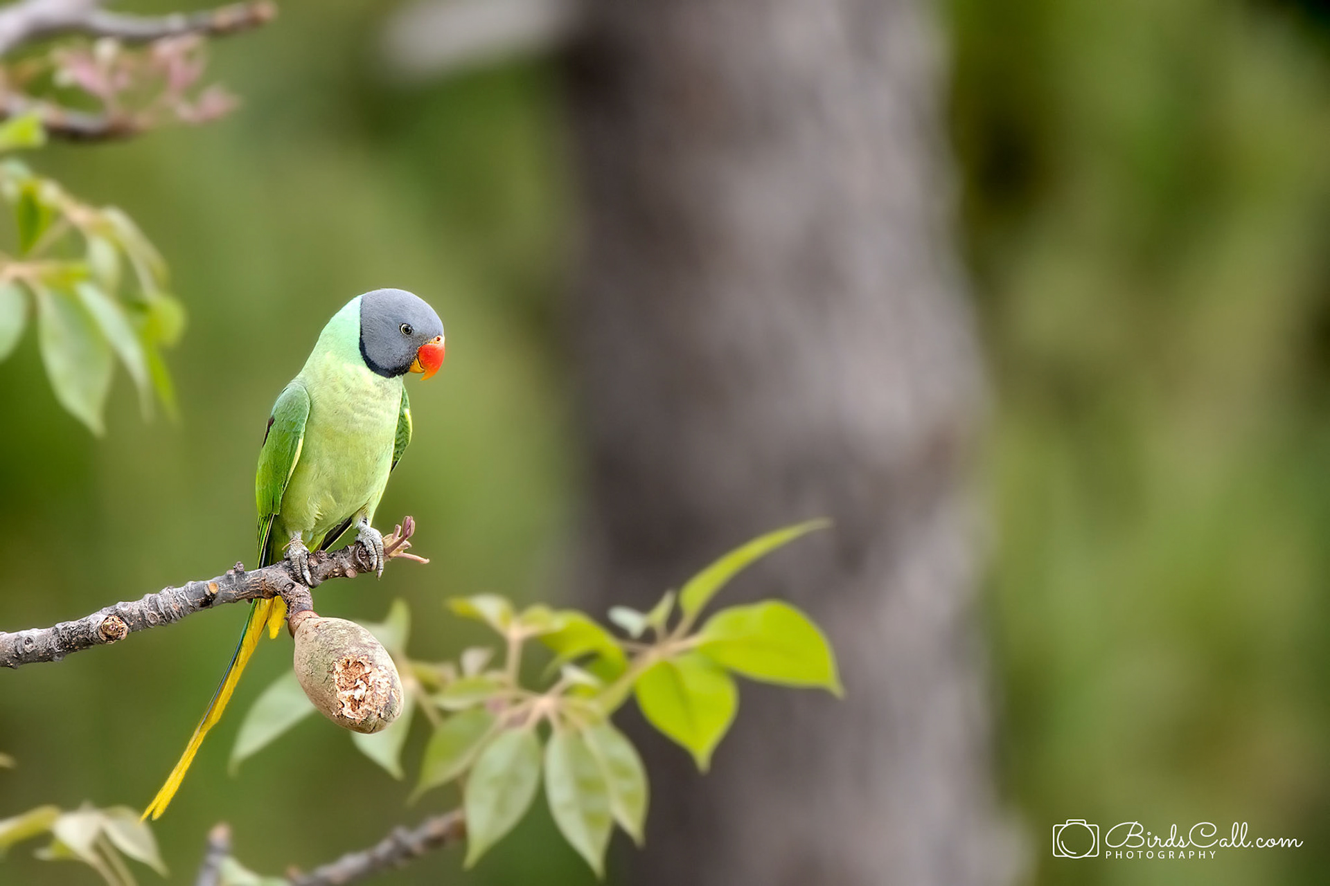 Slaty Headed Parakeet