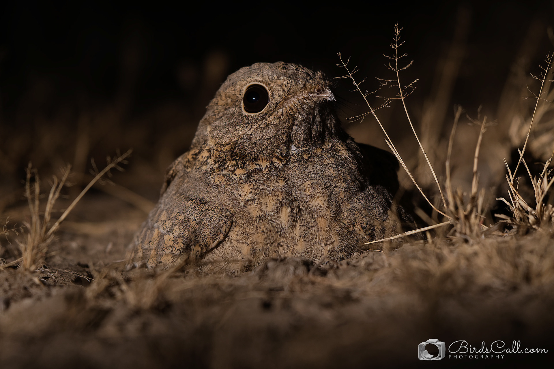 Sykes's nightjar
