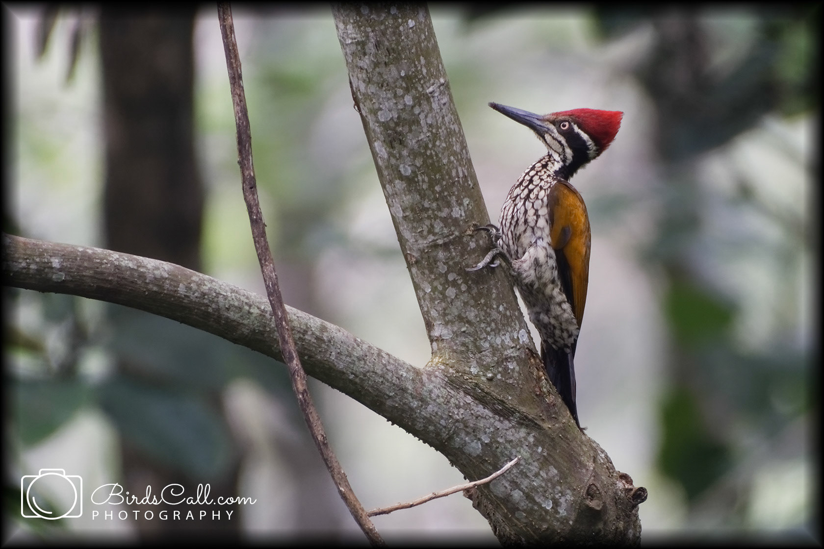 Greater Goldenback