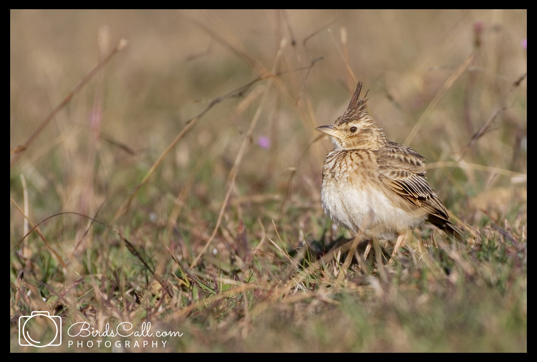 Malabar-Crested-Lark