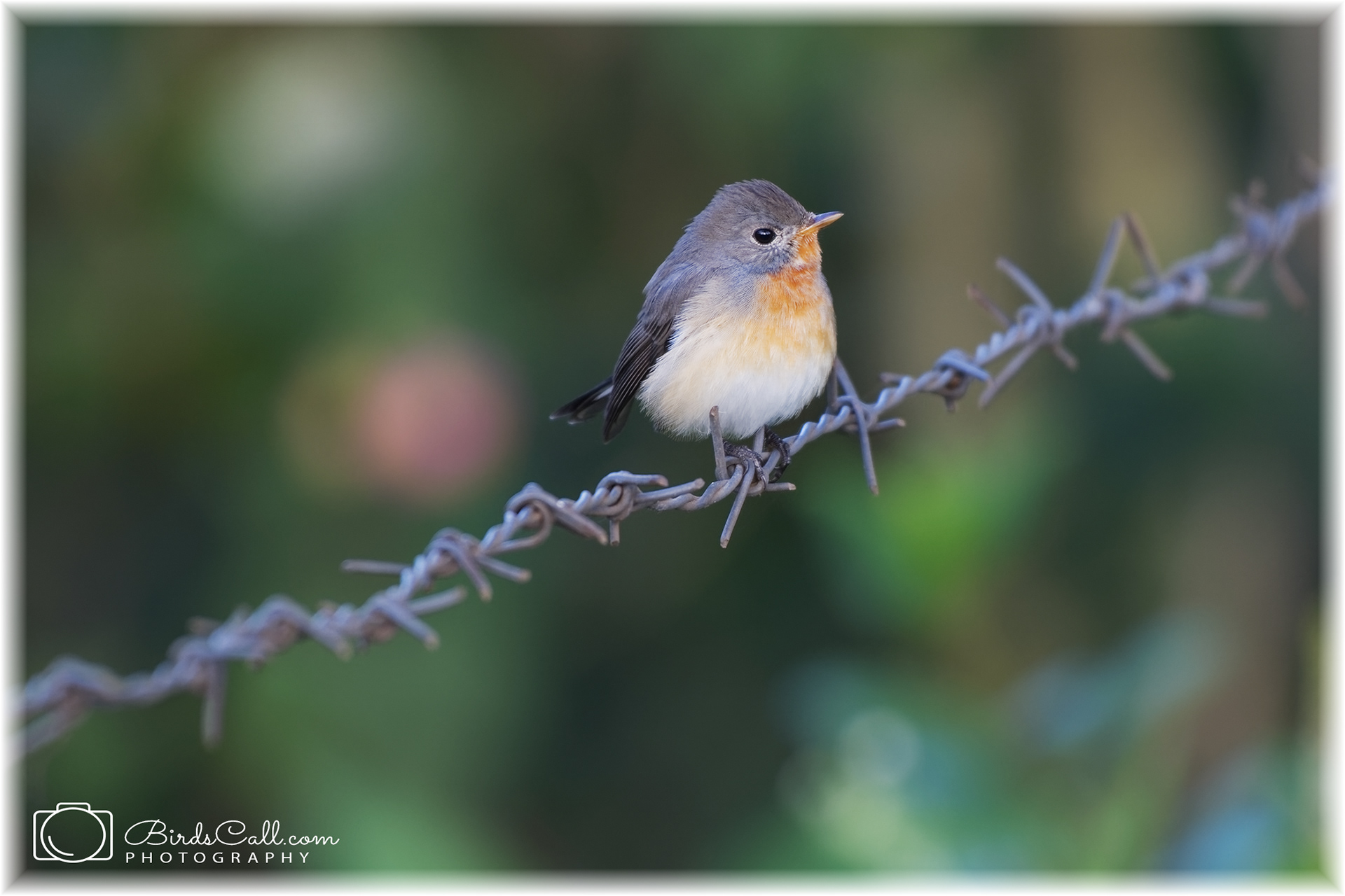 Kashmir Flycatcher