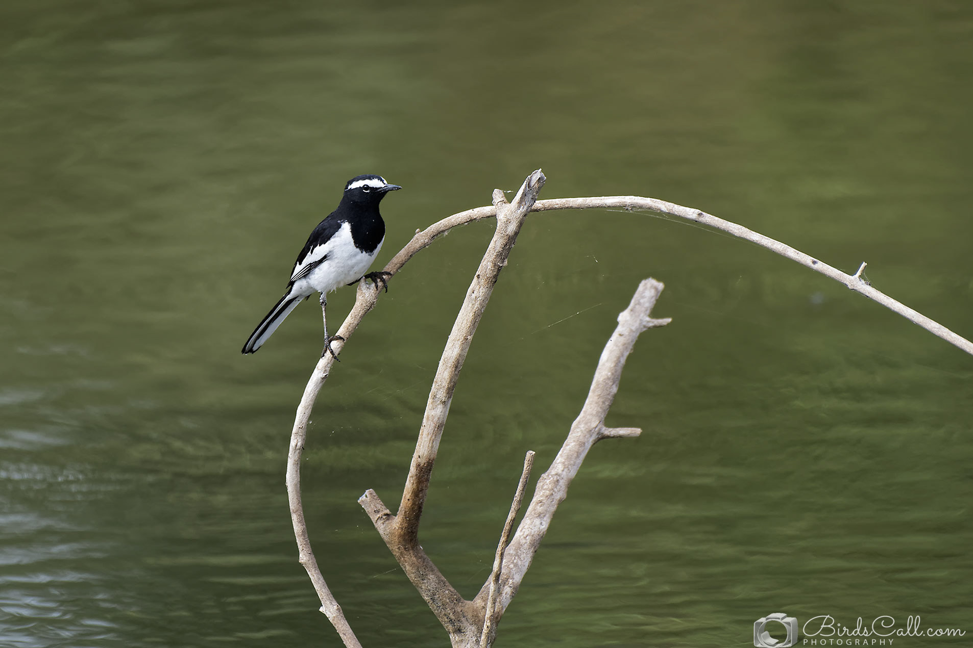 White-browed wagtail
