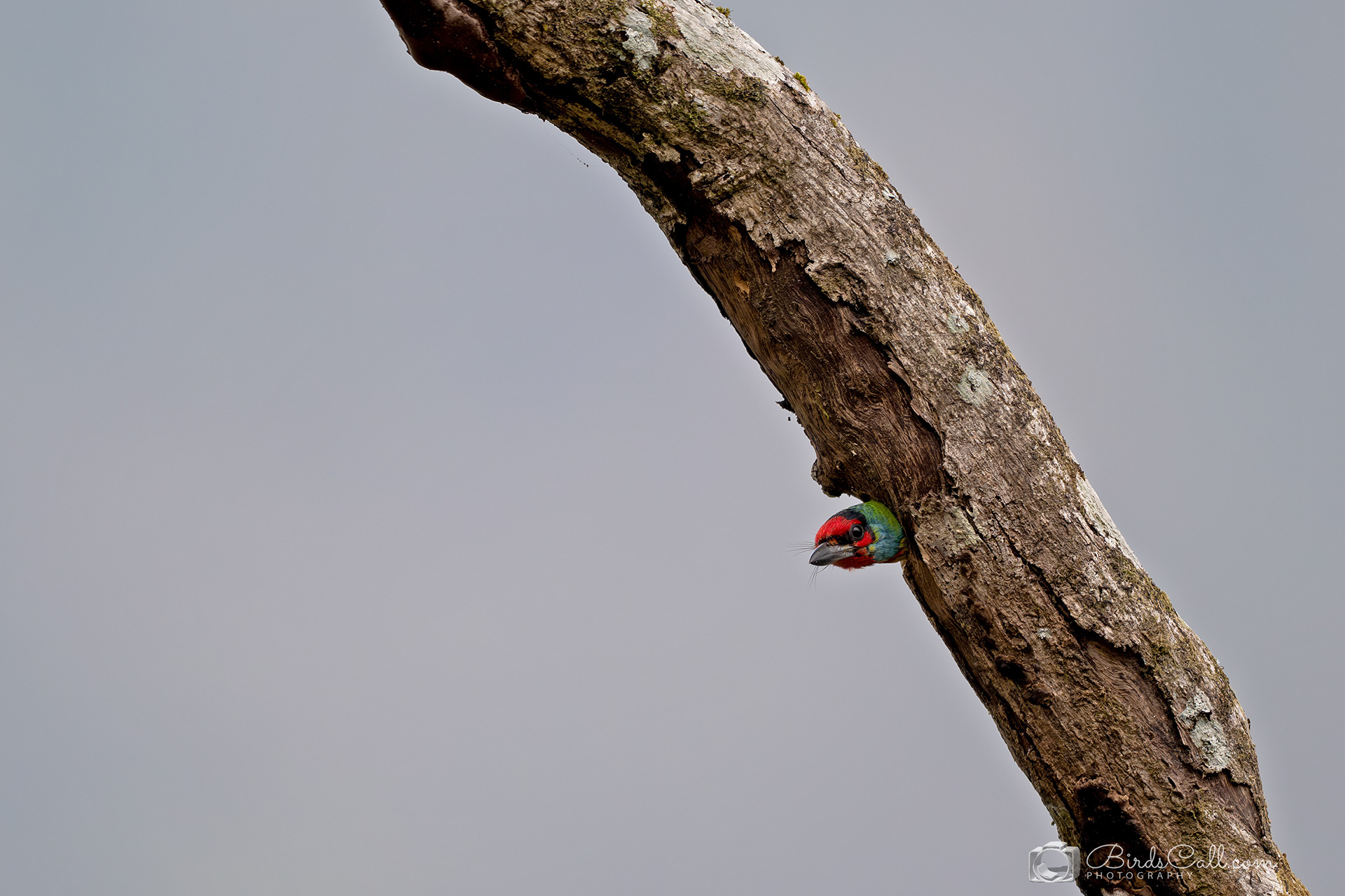 Malabar Barbet