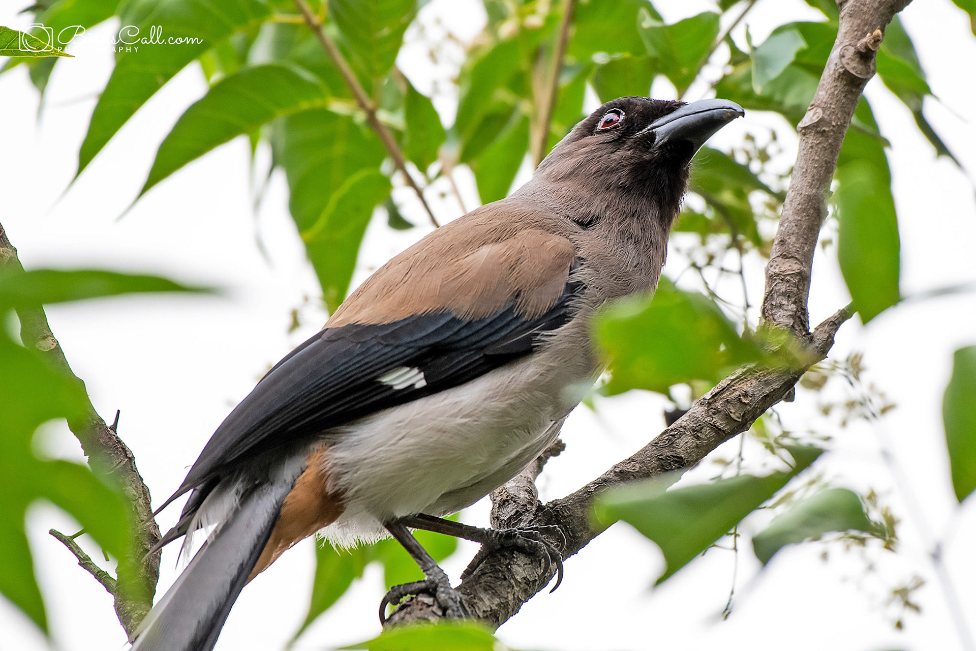 Grey Treepie