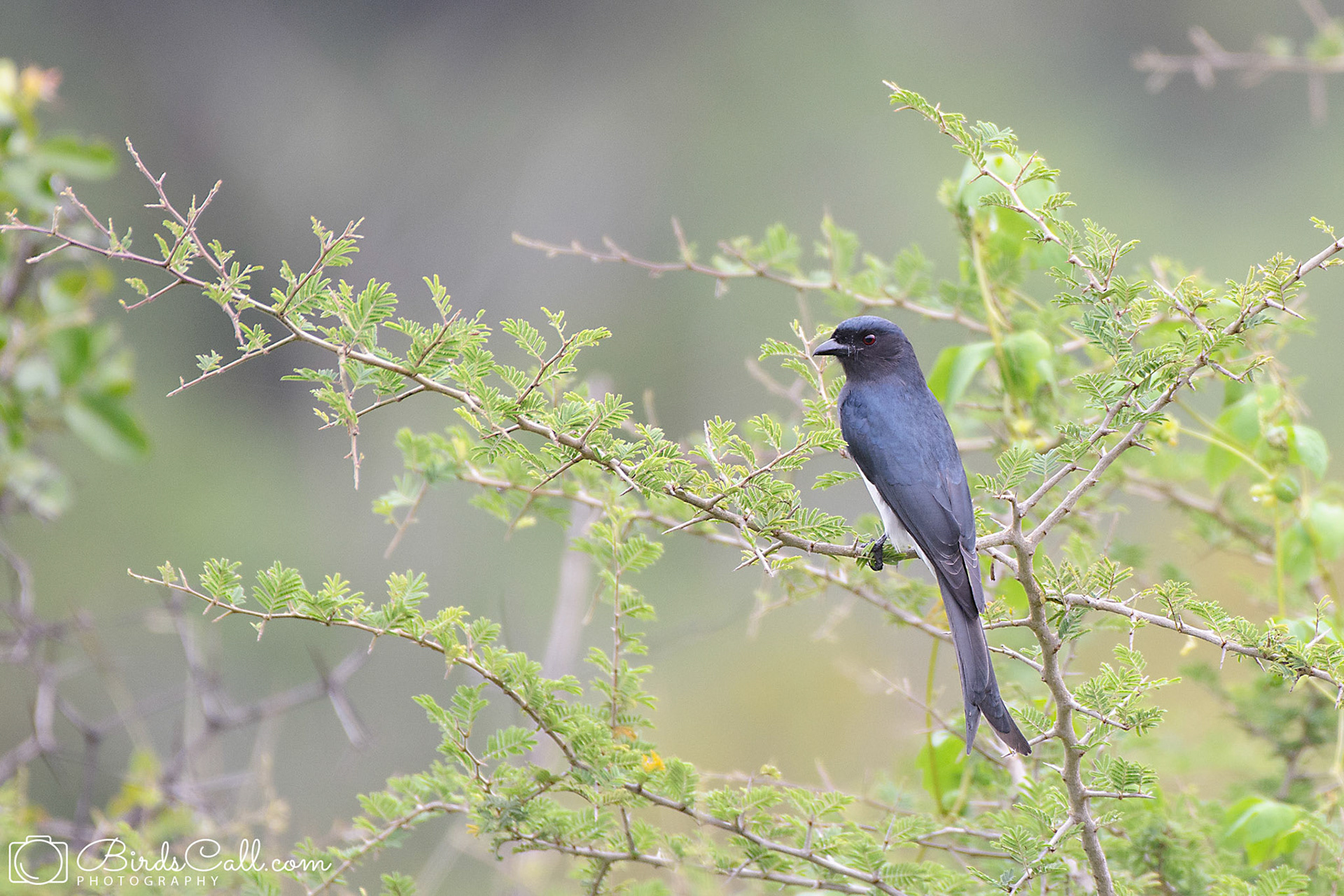 White-bellied Drongo