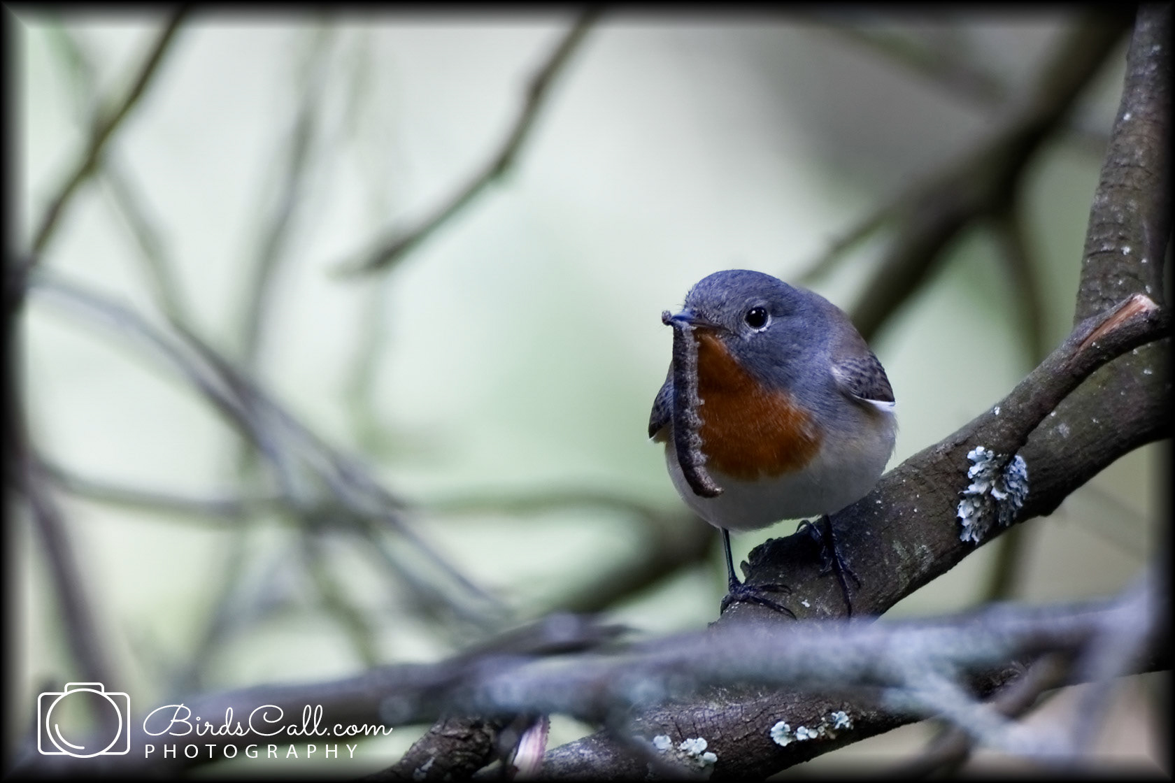Red-breasted Flycatcher