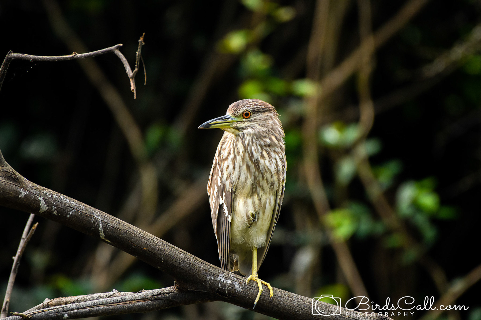 Night Heron (Juv)