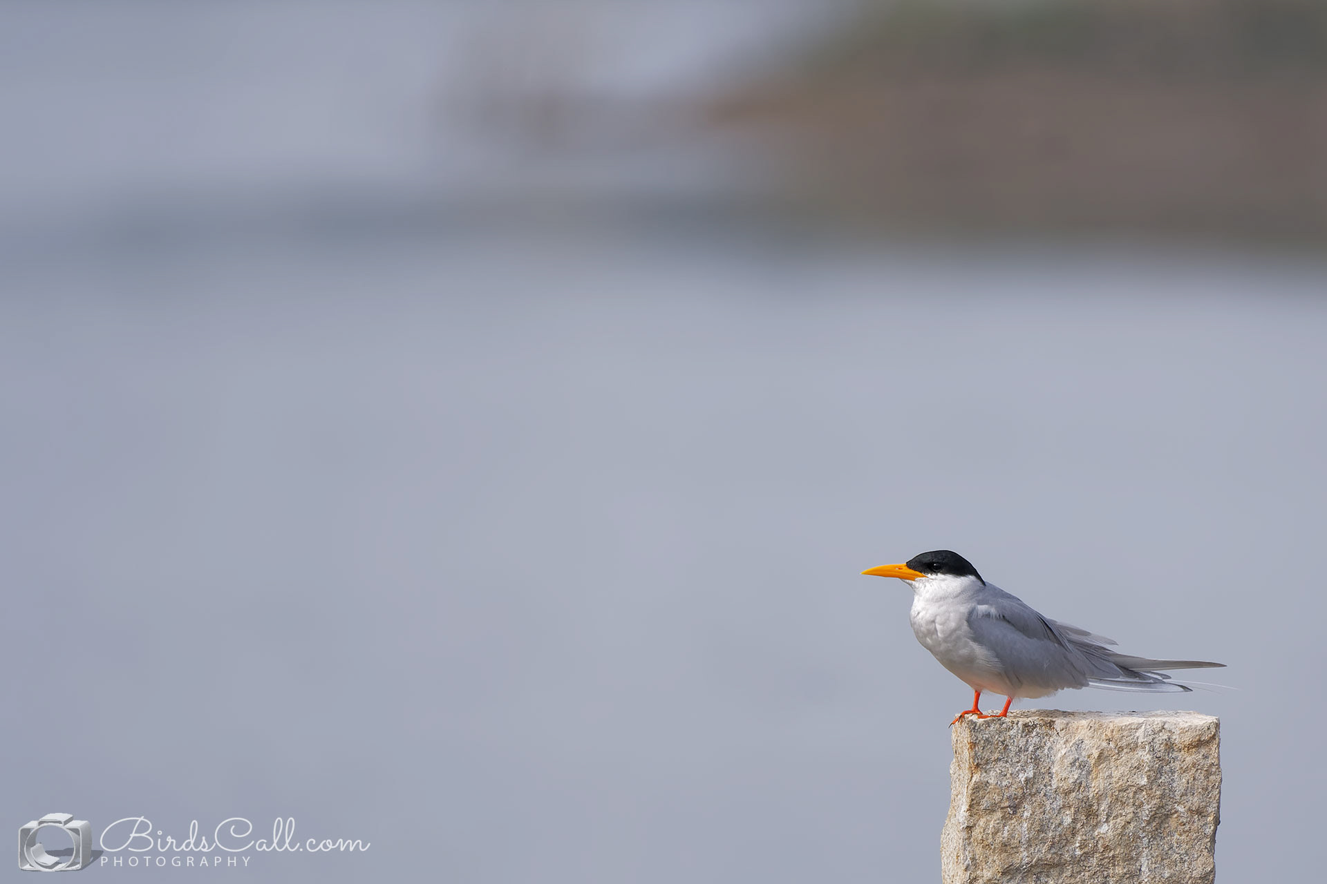 River Tern