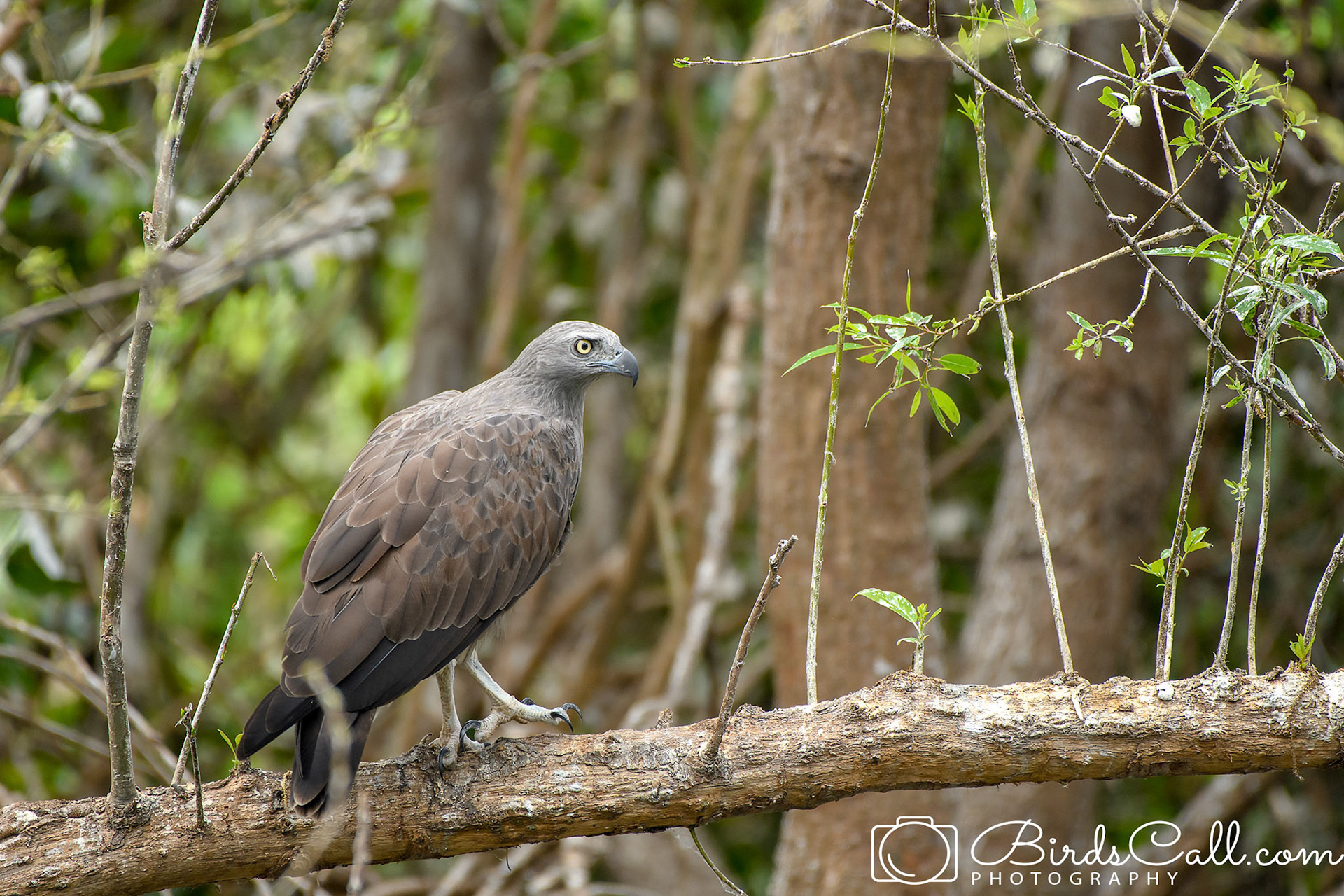 Grey-headed Fish Eagle