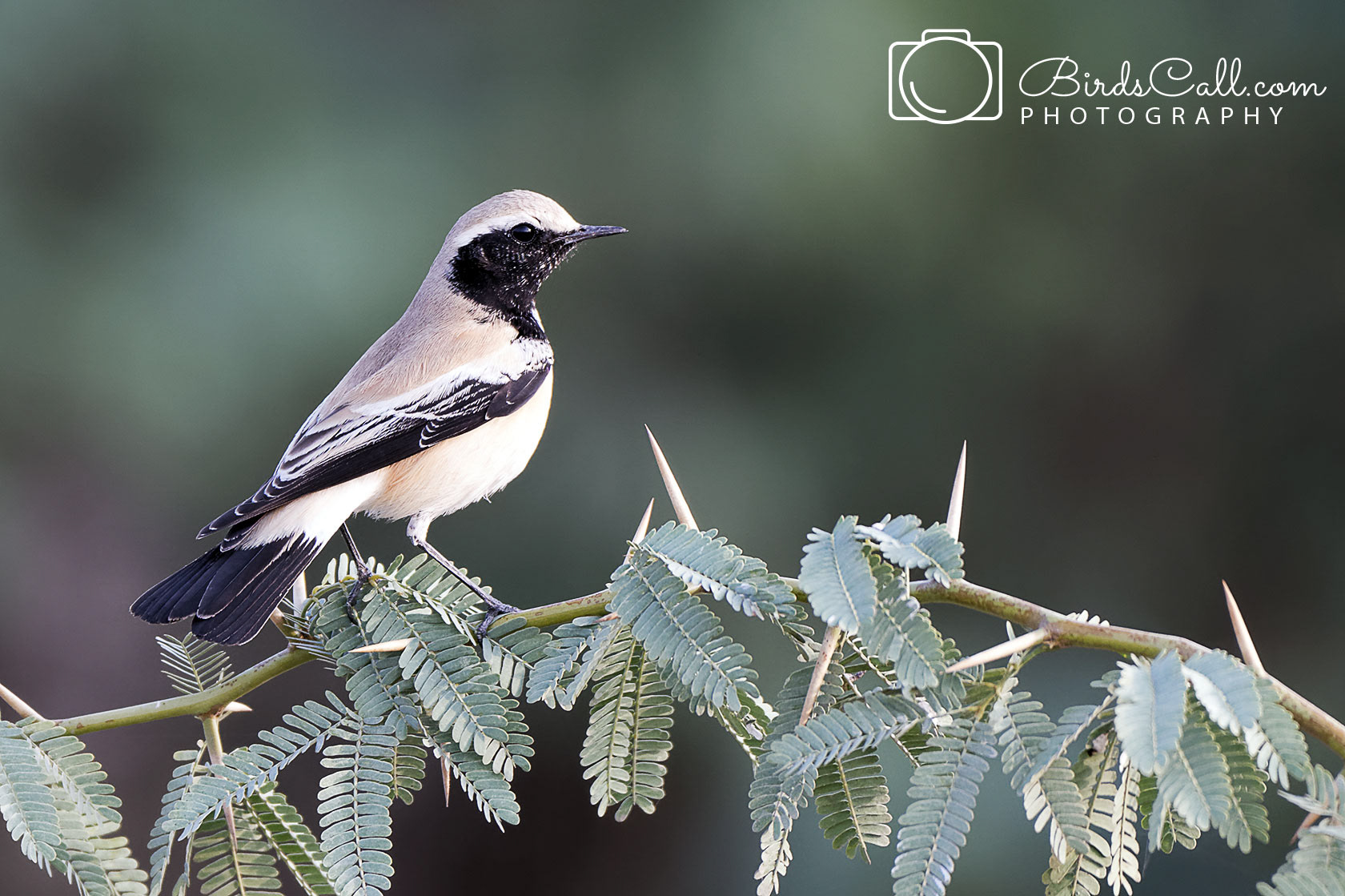 Desert Wheatear