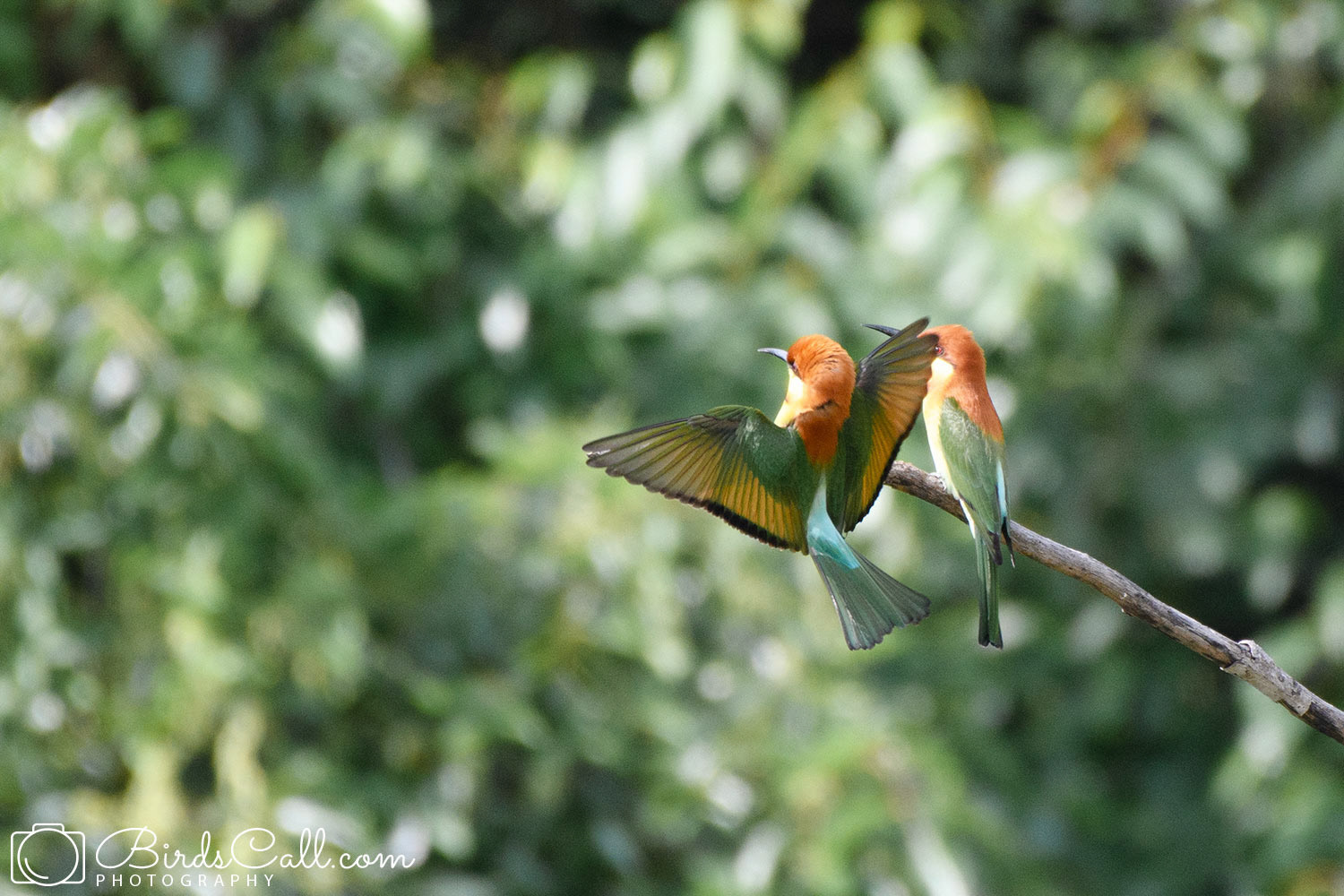 Chestnut-headed Bee-eater