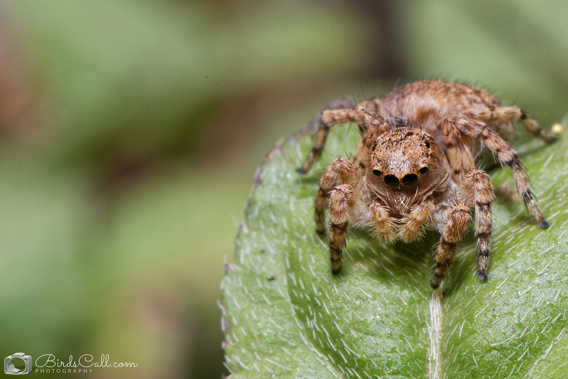 Jumping spider