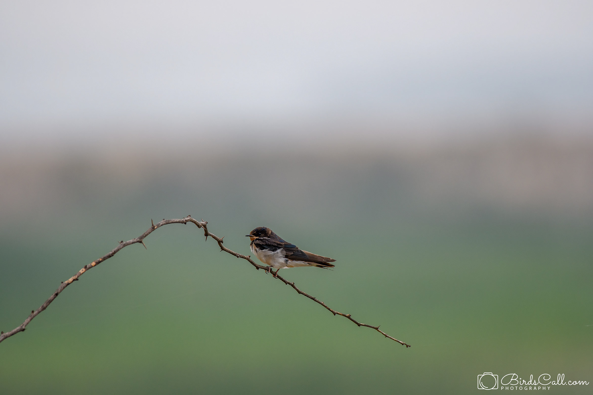 Barn swallow