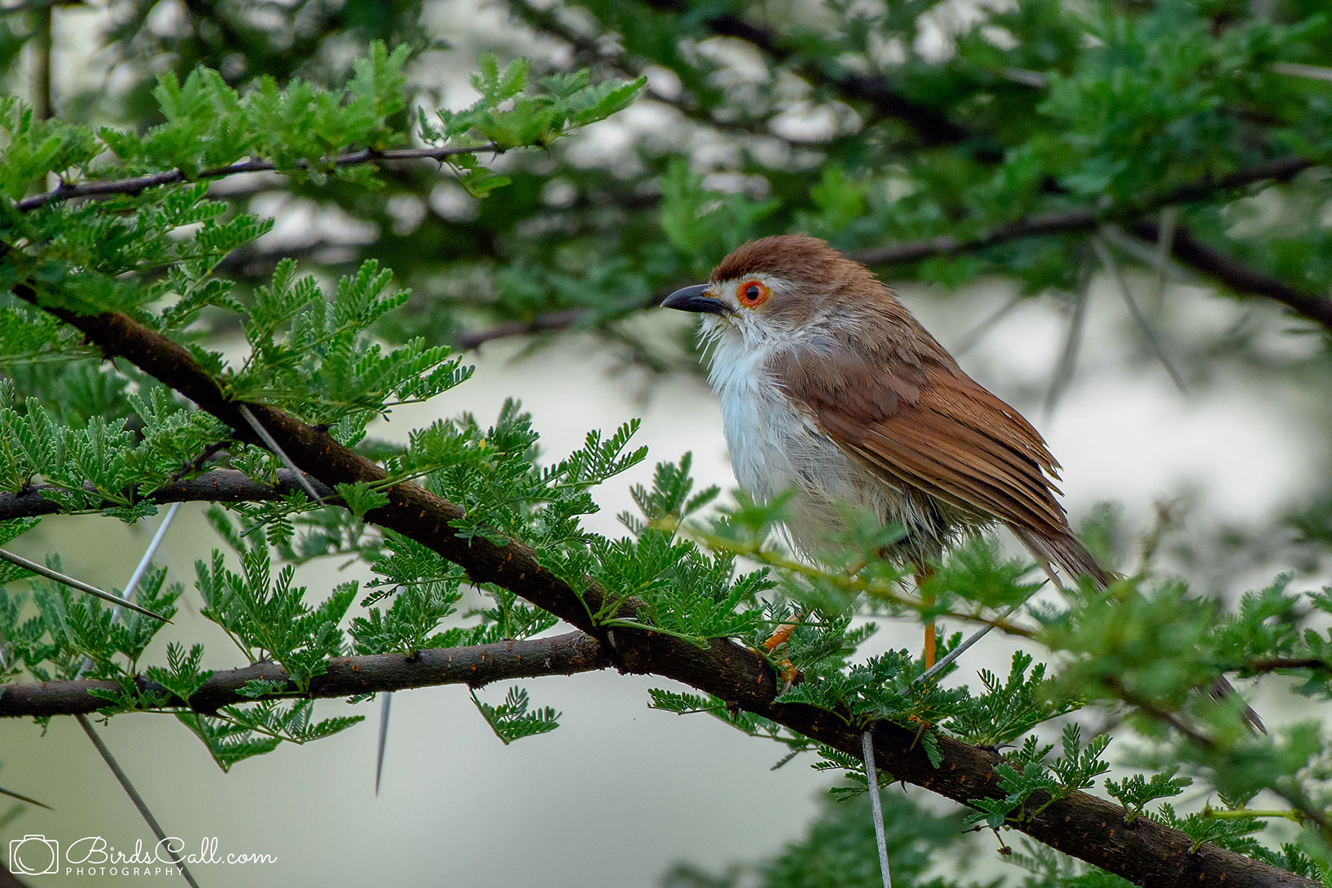 Yellow-eyed babbler