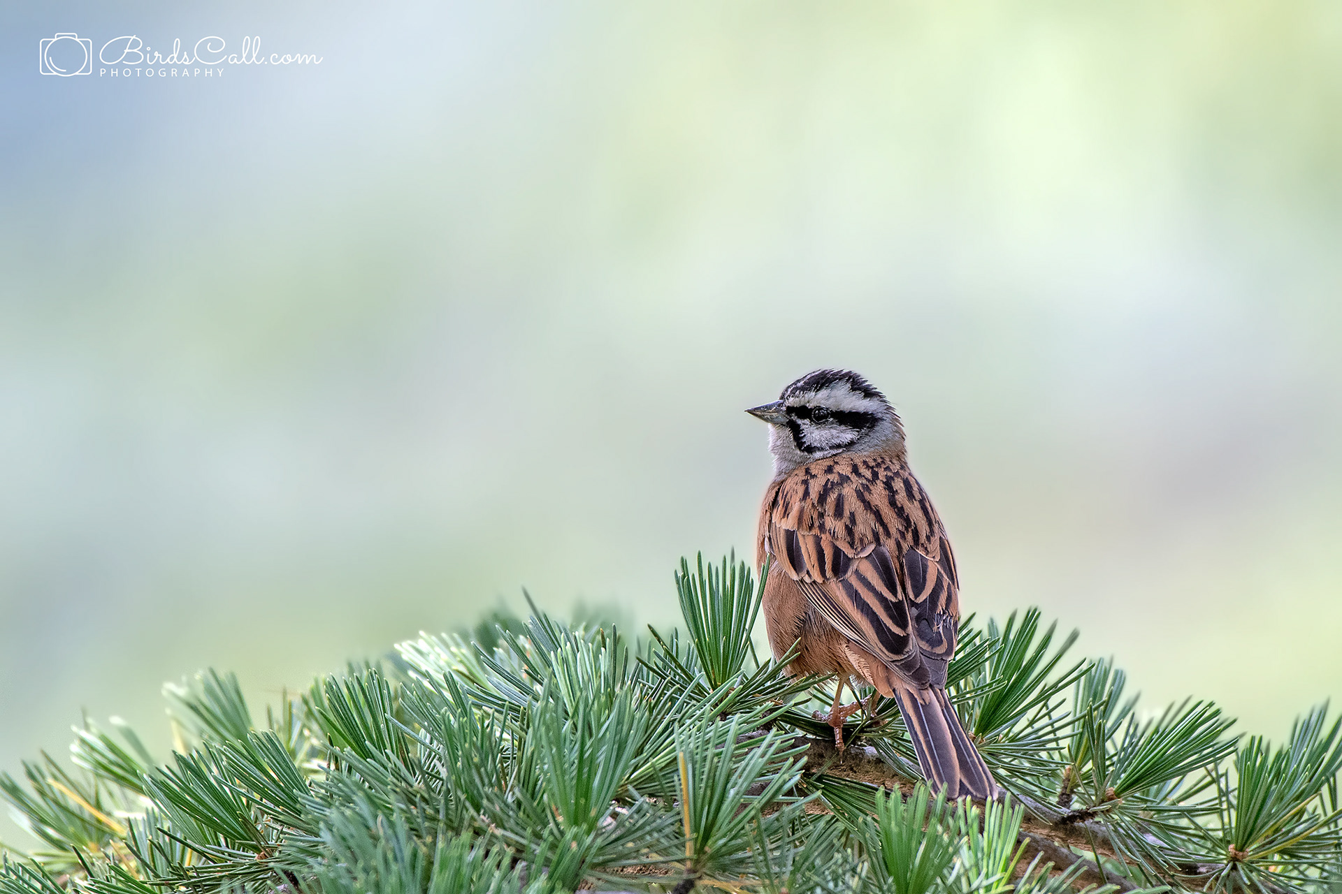 Rock bunting