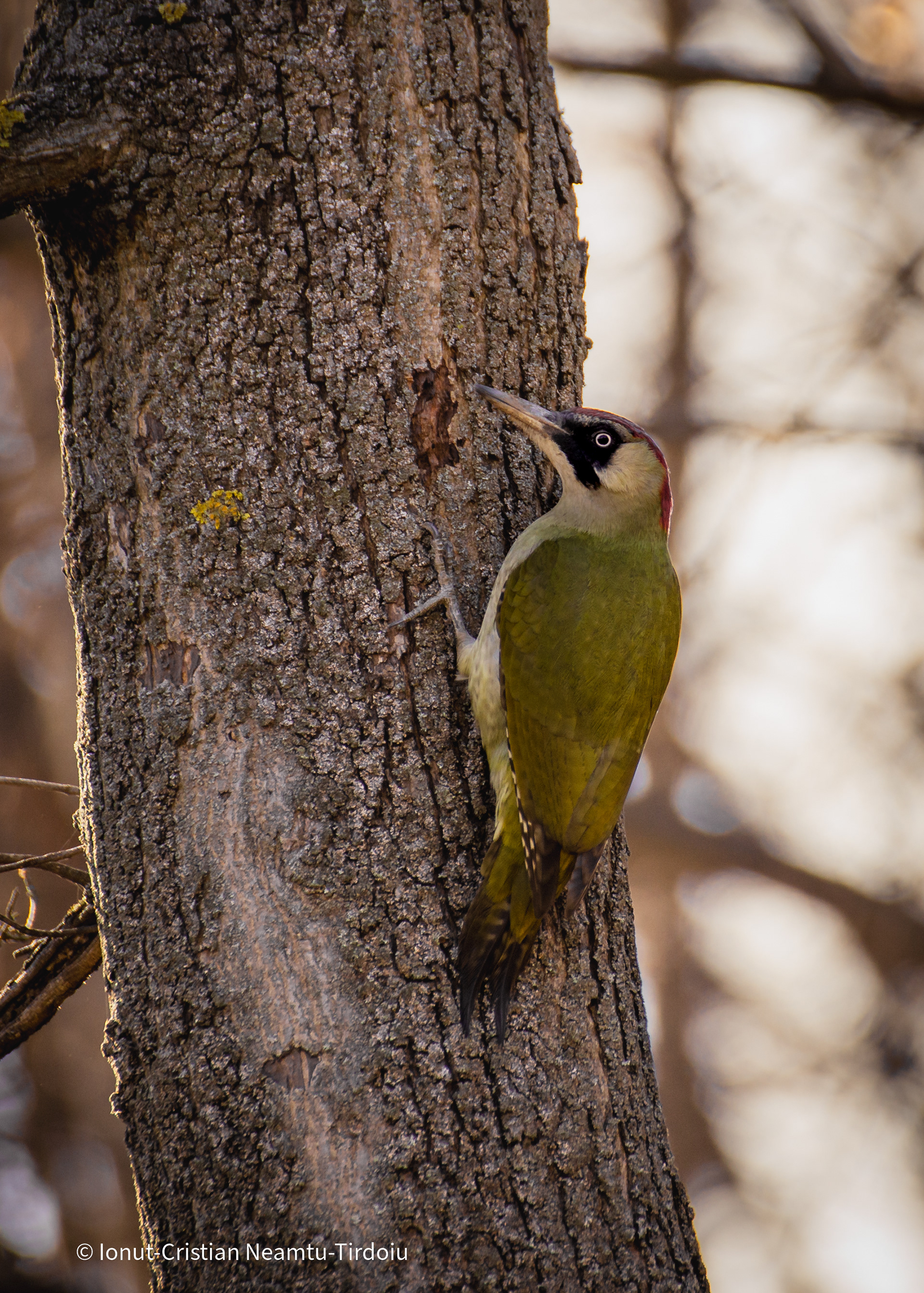 Picus viridis (European Green Woodpecker)