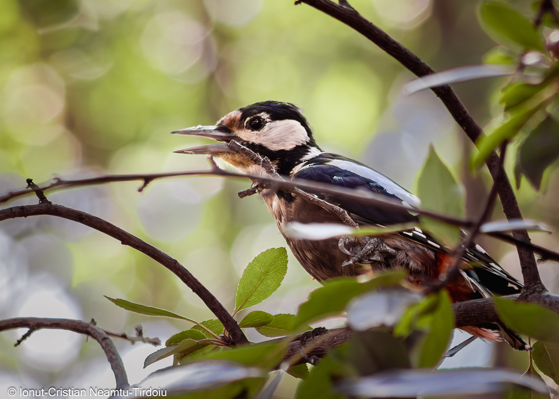 Dendrocopos major (Great Spotted Woodpecker)