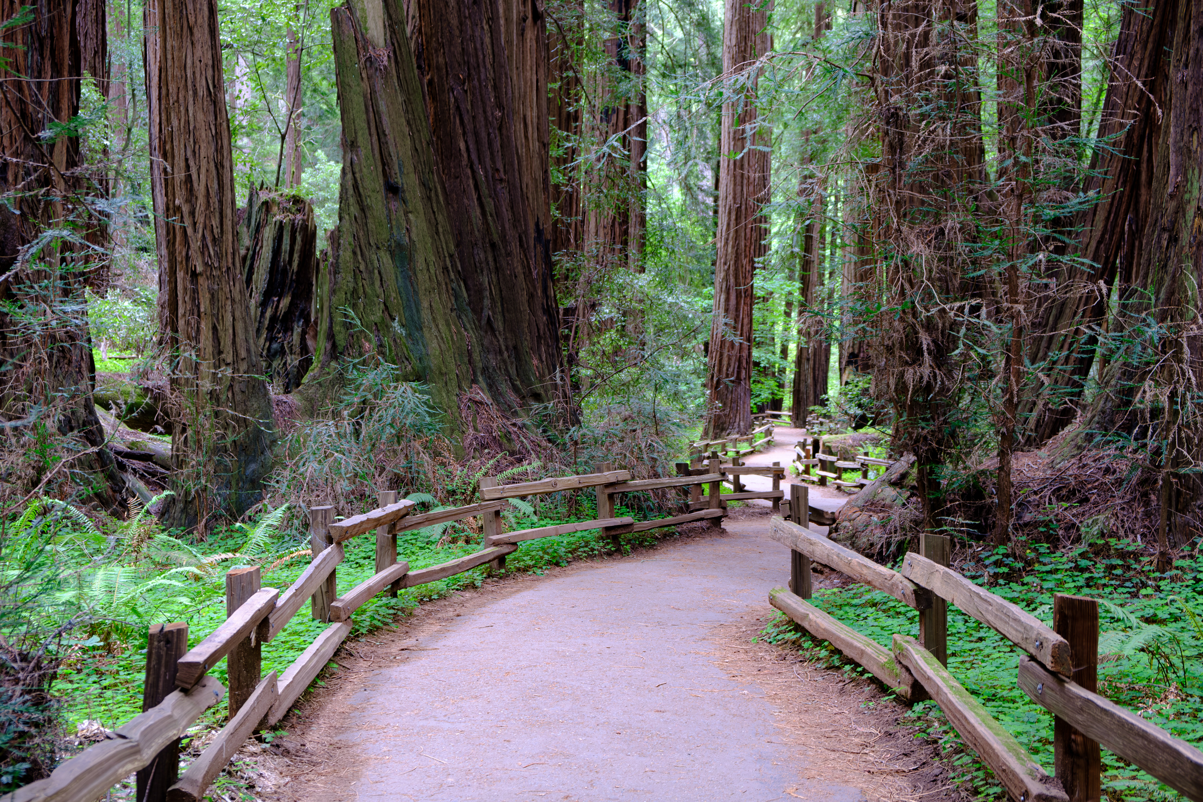 Muir Woods. California. USA.