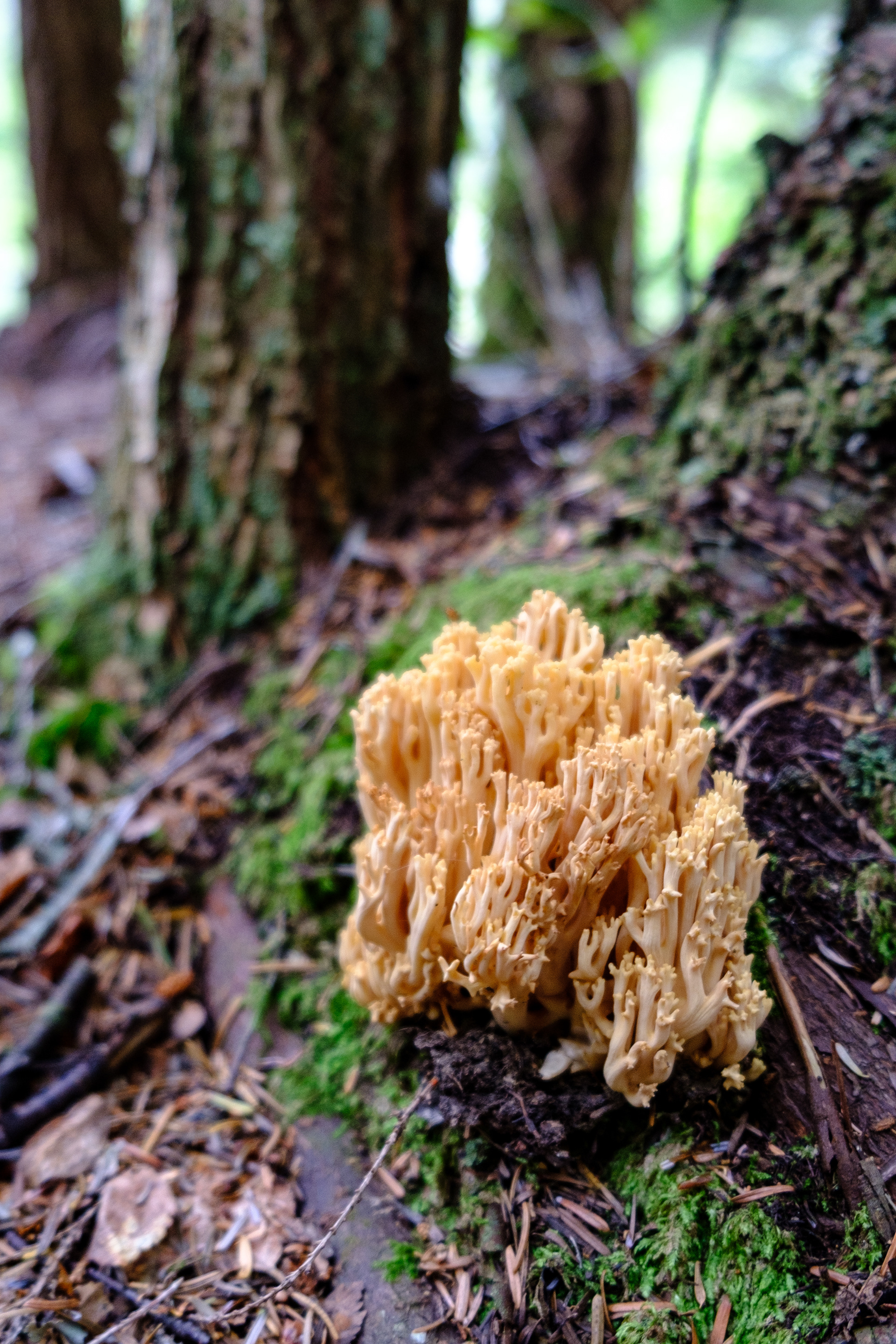 Skagway. Alaska. Fungi.