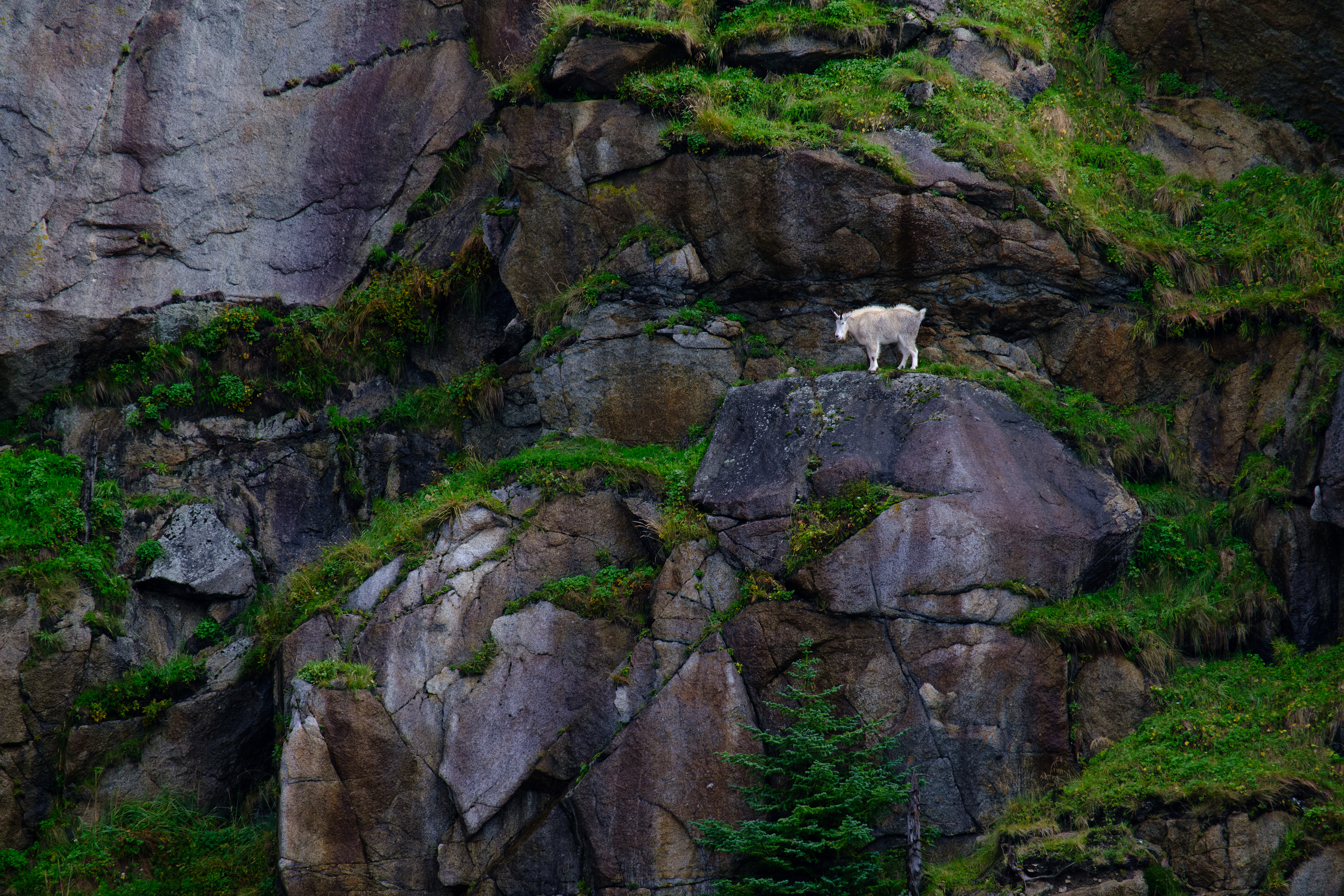Callisto Cliff Goats.Alaska.