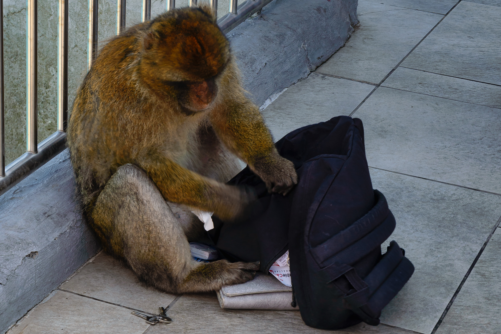 Gibraltar Monkey