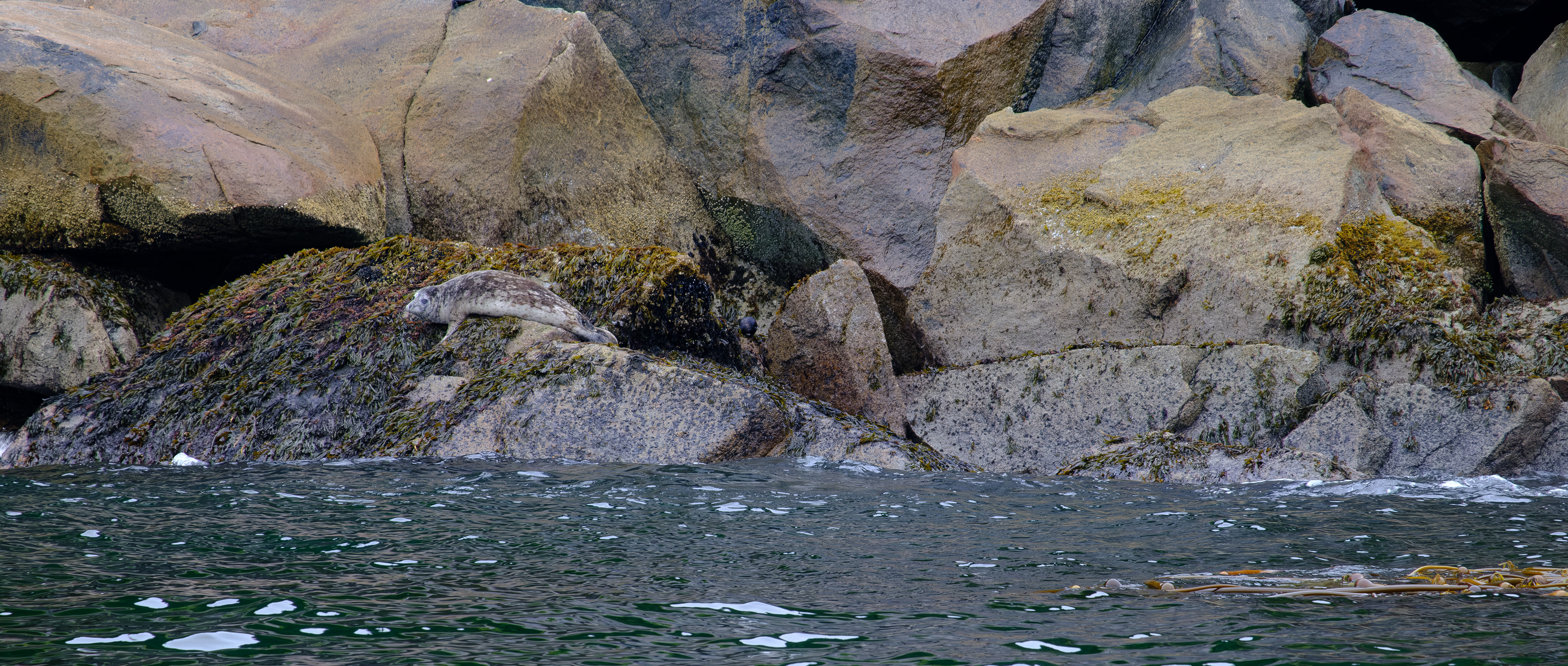 Kenai Fjords National Park. Alaska.