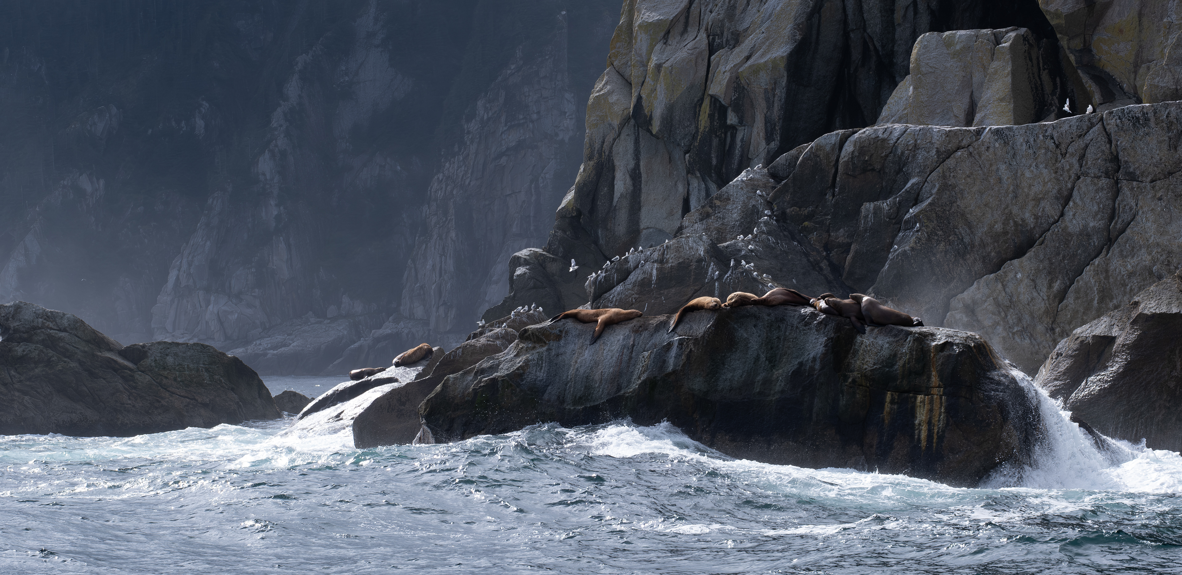 Kenai Fjords National Park. Alaska. Sea Lions.