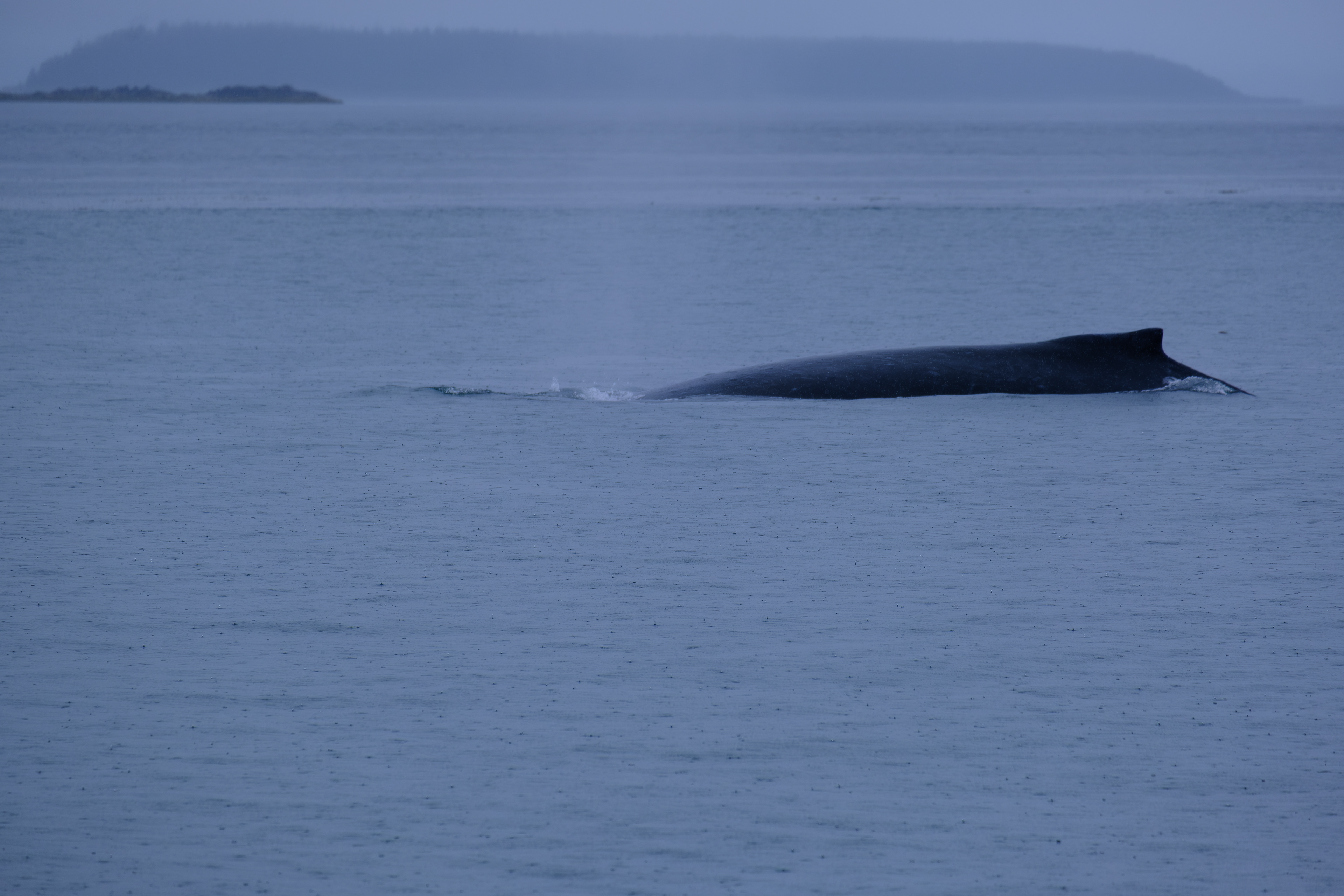 Humpback Whales. Juneau. Alaska. Whales.