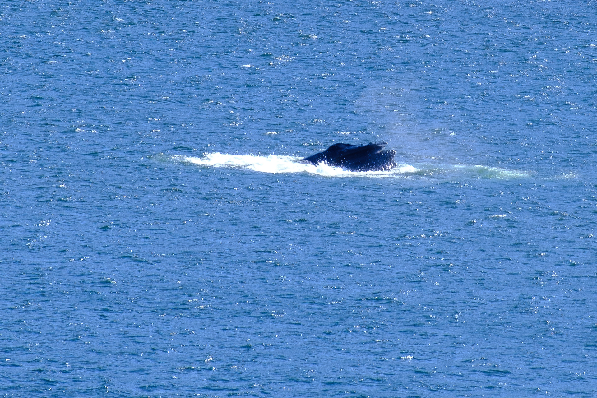 Ketchican. Alaska. Whales.