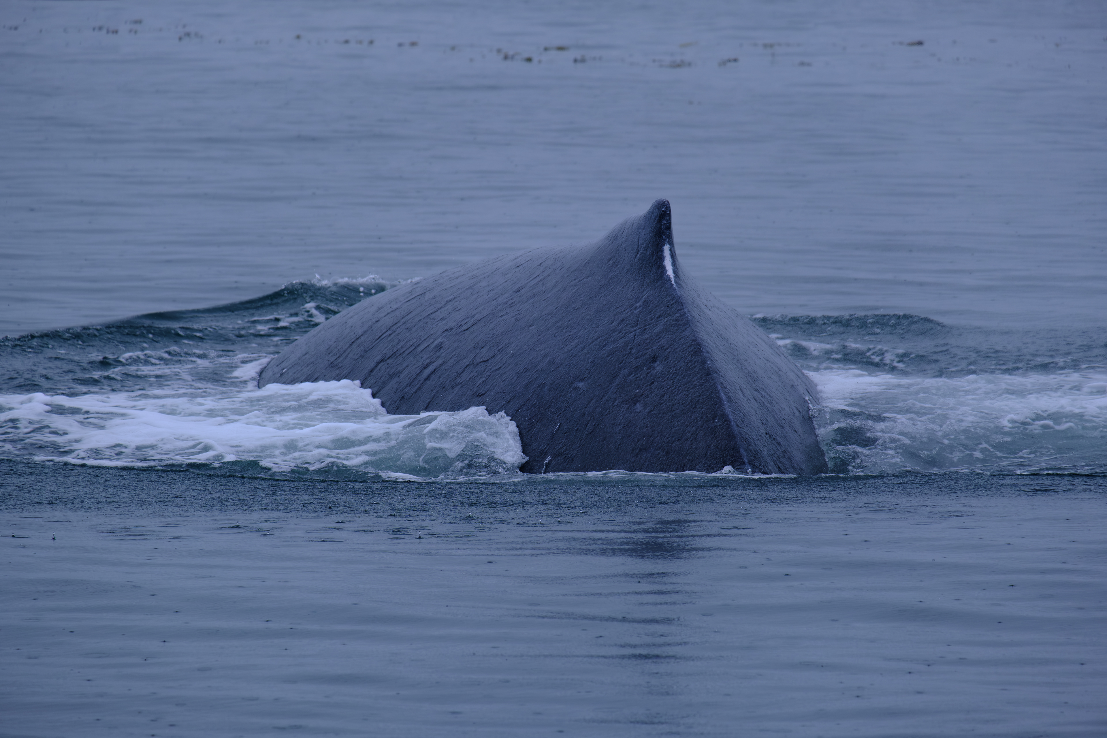 Juneau. Alaska. Humpback Whales.