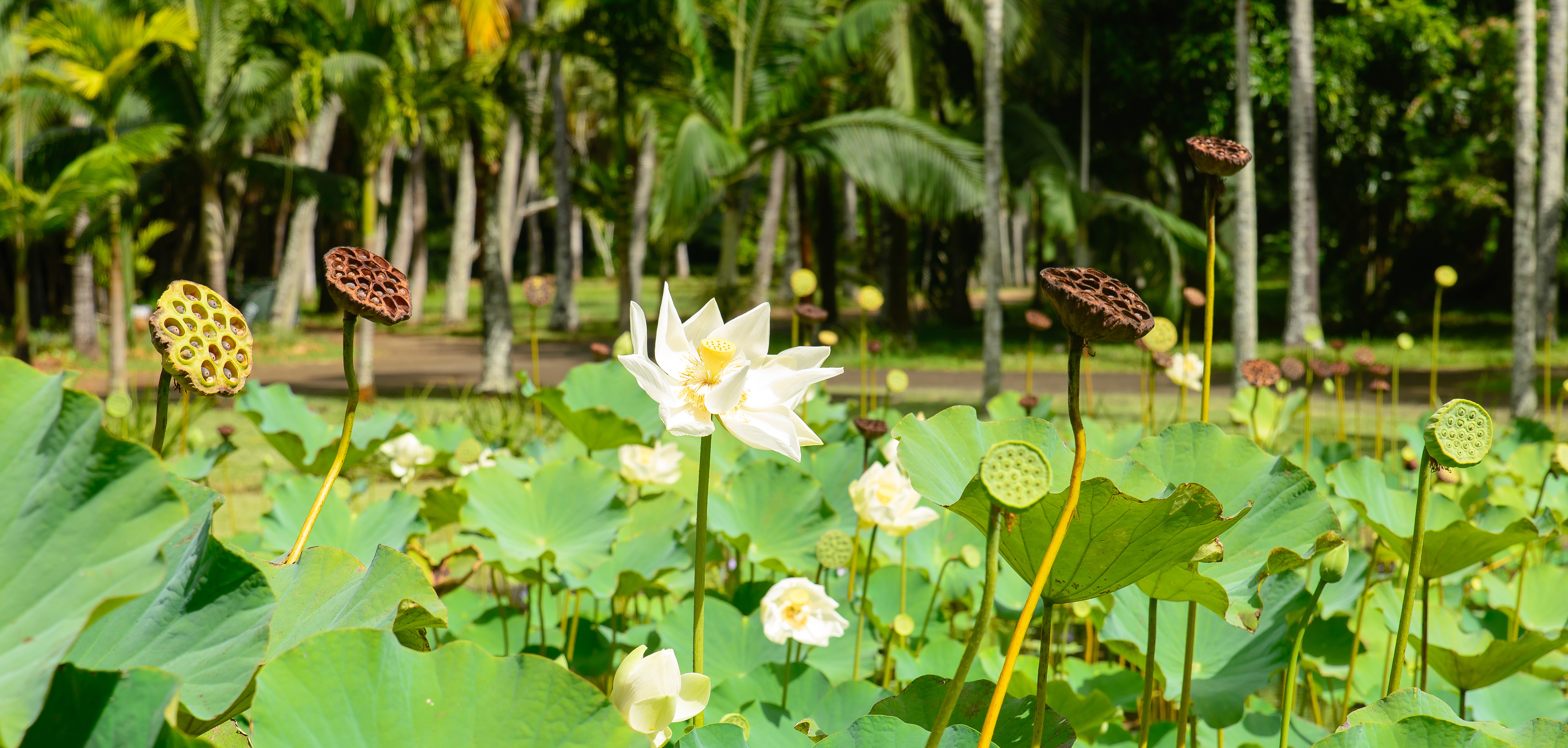 Pamplemousses Botanical Garden. Mauritius. Lotus.