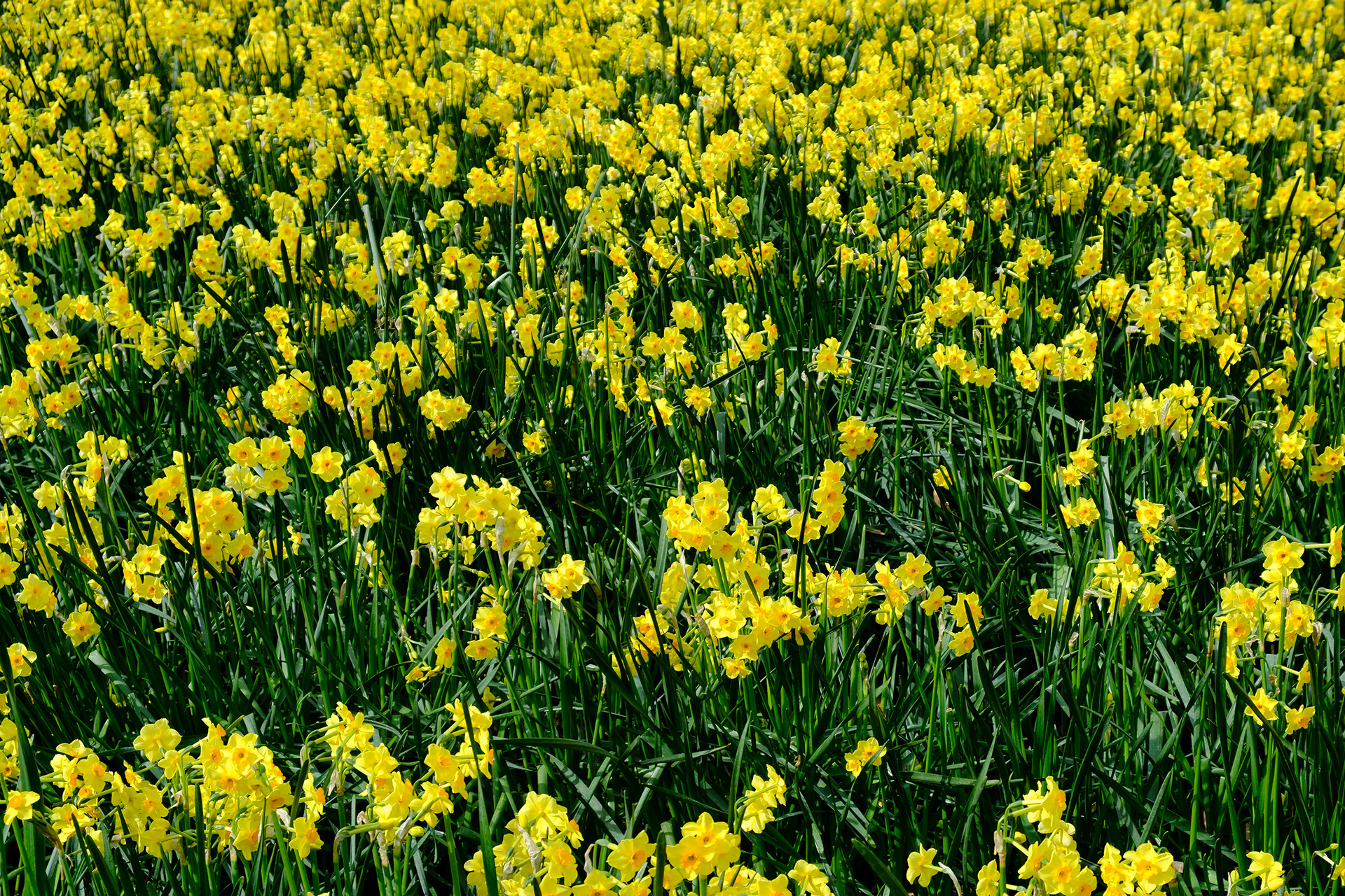 Narcissus field