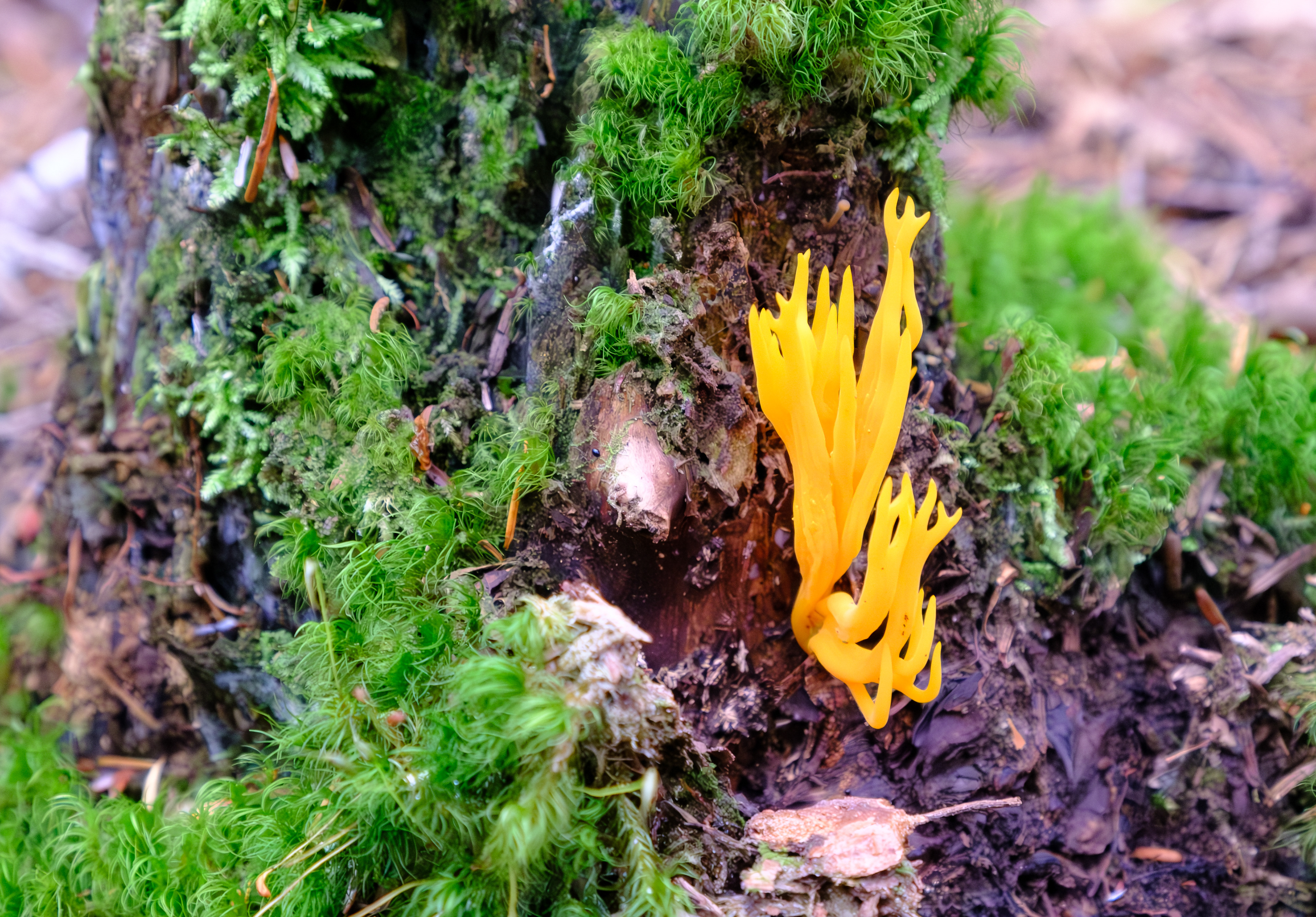 Skagway. Alaska. Fungi.