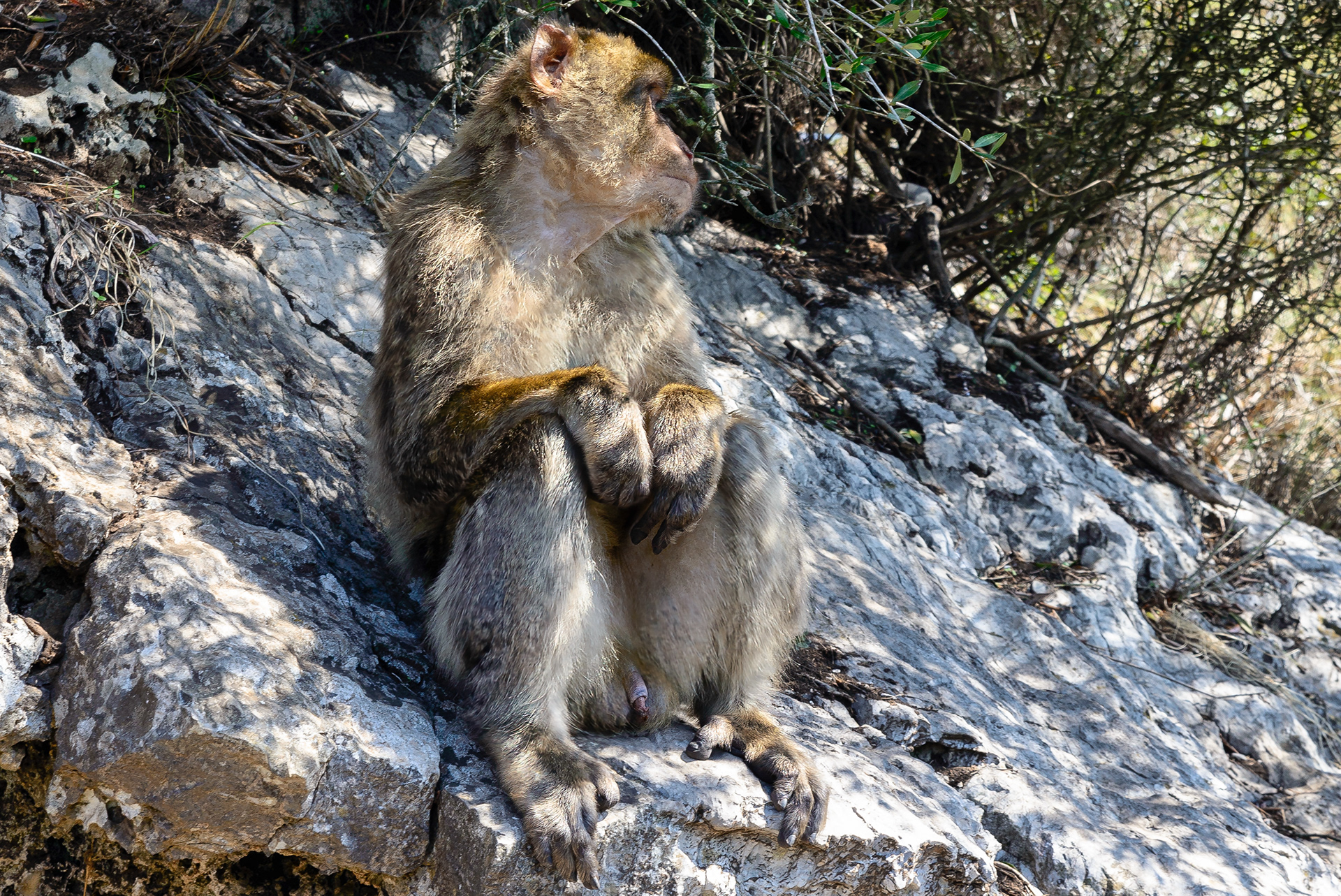 Gibraltar Monkey