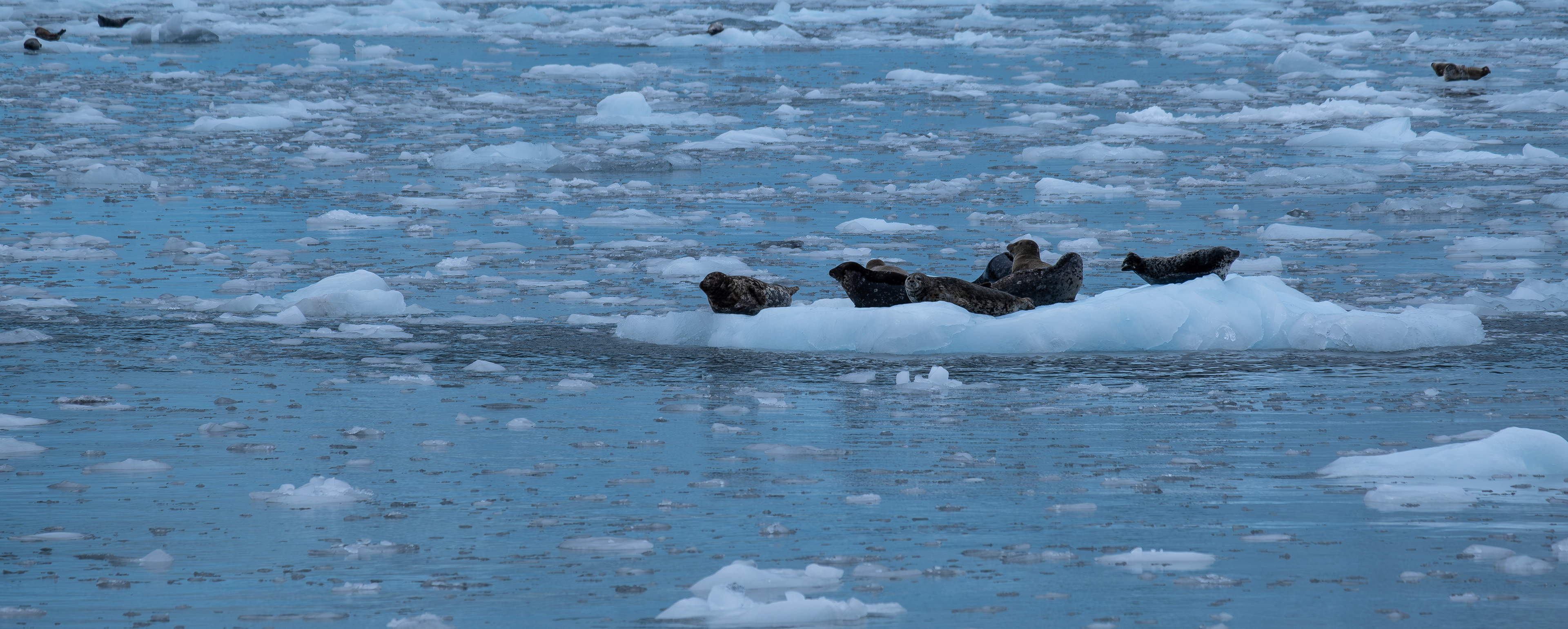 Kenai Fjords. Seward. Alaska. Seals.