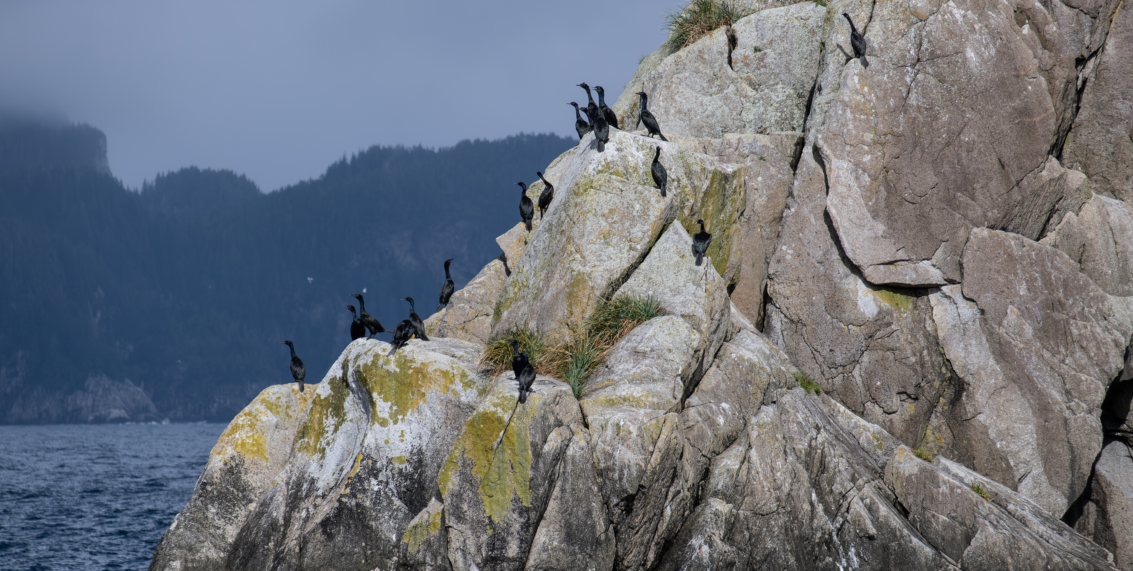 Kenai Fjords. Seward. Alaska. Birds.