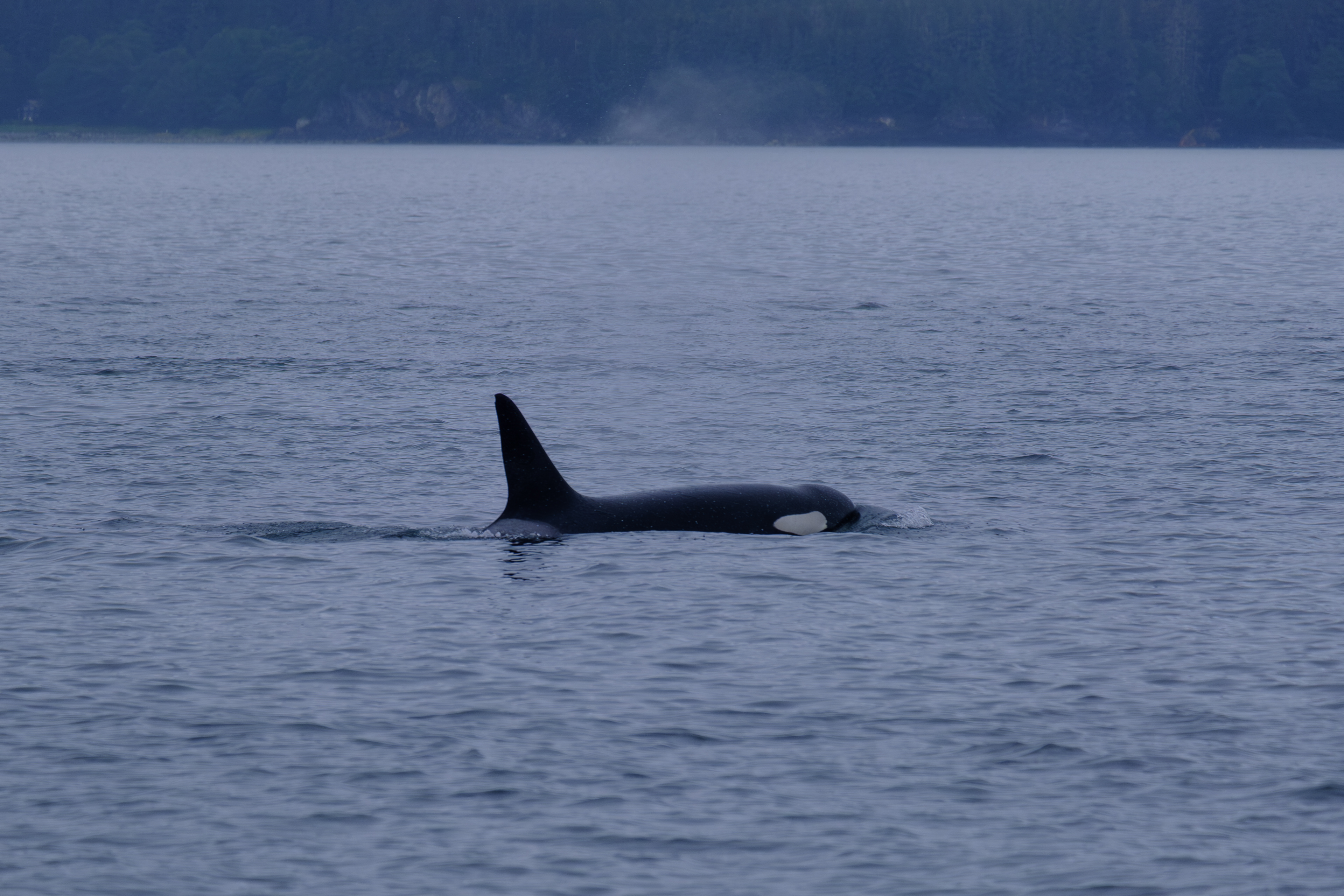 Juneau. Alaska. Orca.