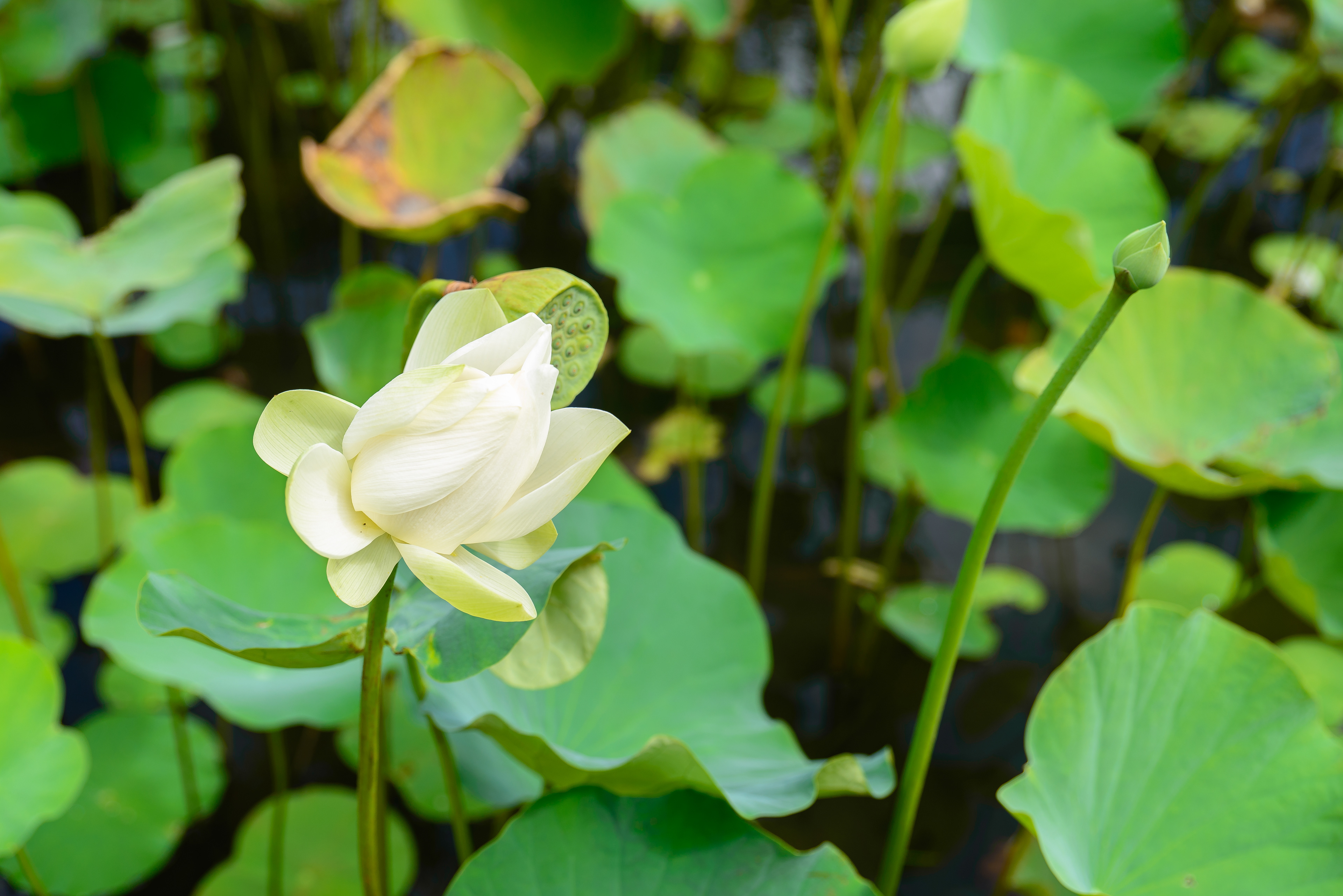 Pamplemousses Botanical Garden. Mauritius. Lotus.