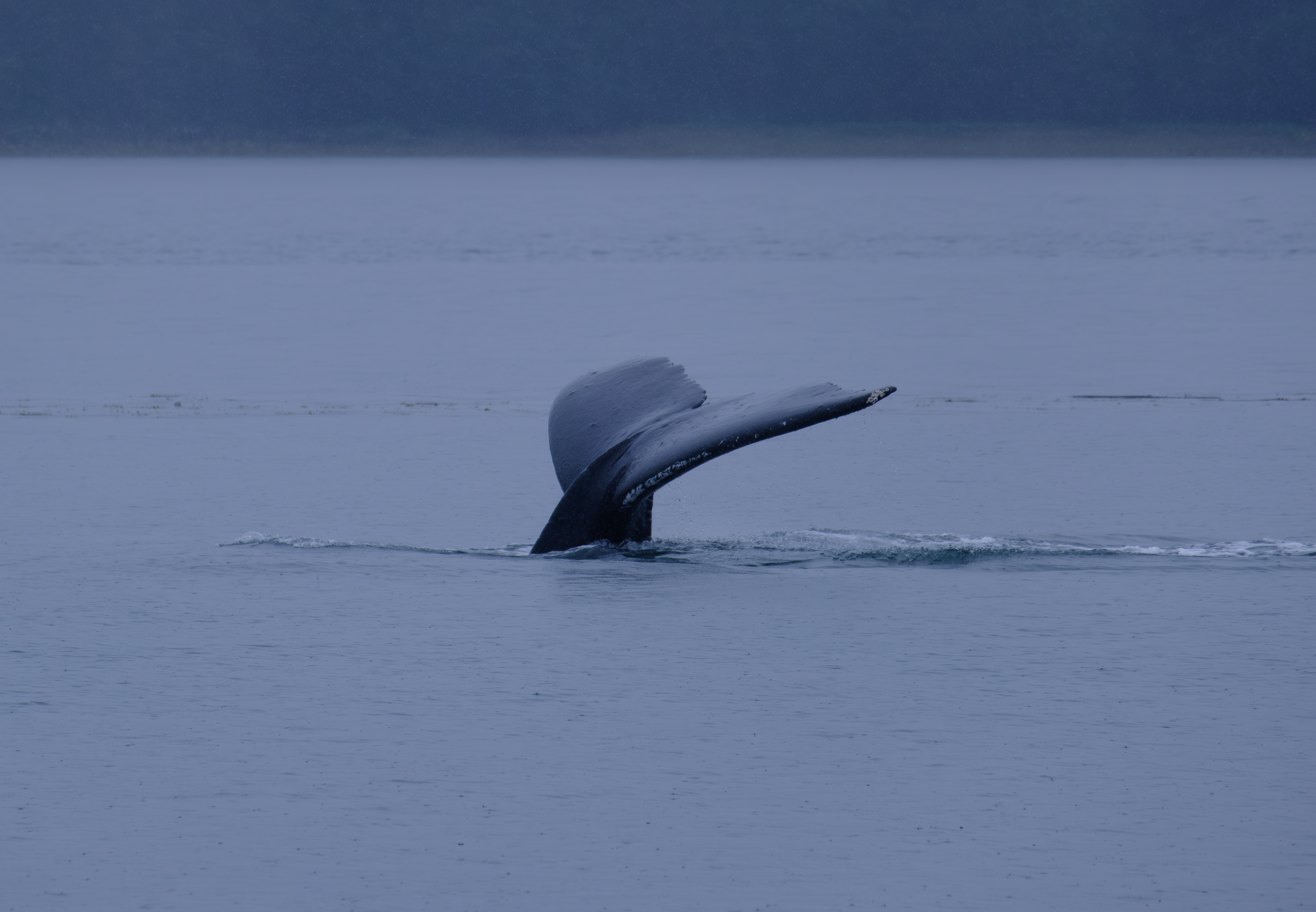 Humpback Whales. Juneau. Alaska. Whales.