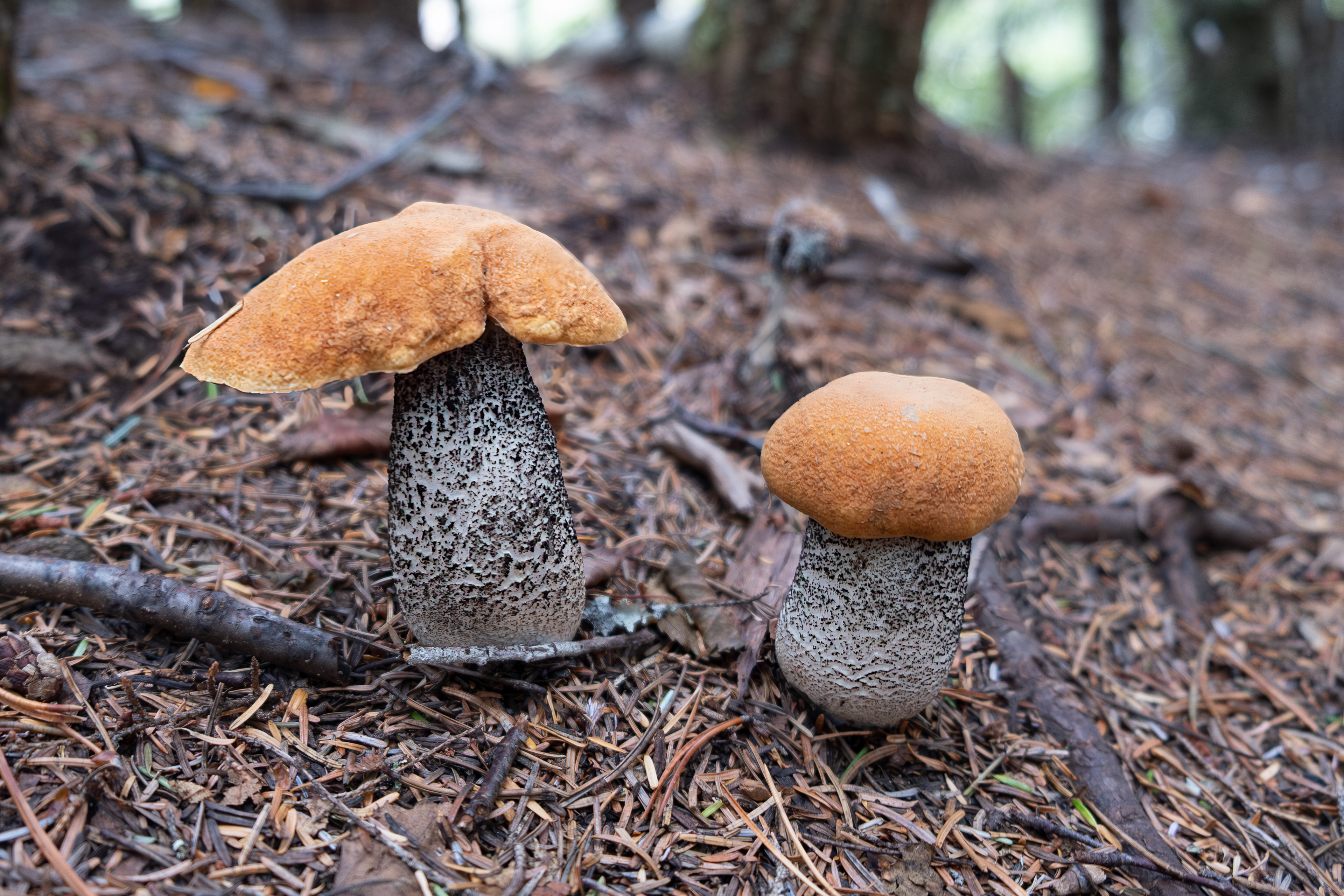 Skagway. Alaska. Birch bolete.