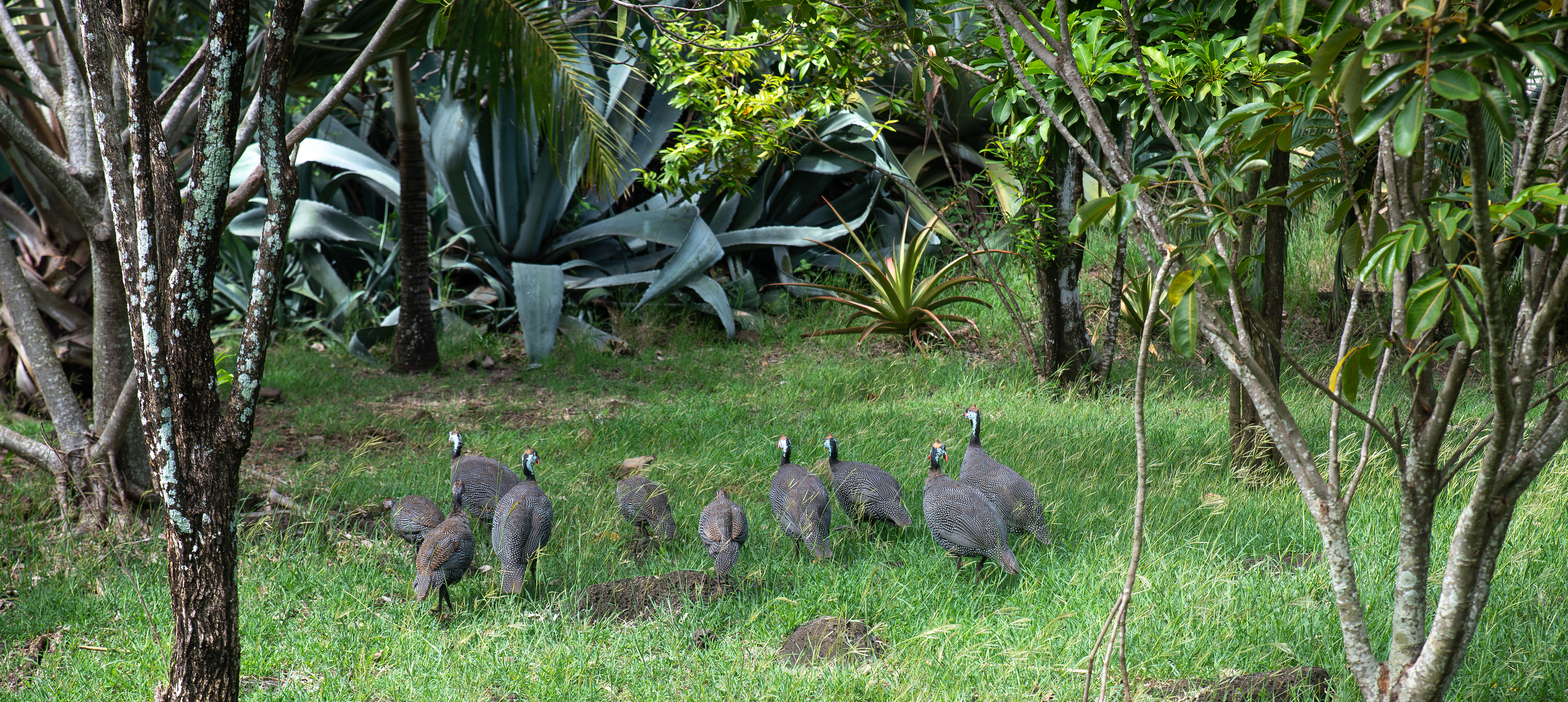 Casela Nature and Leisure Park. Mauritius.