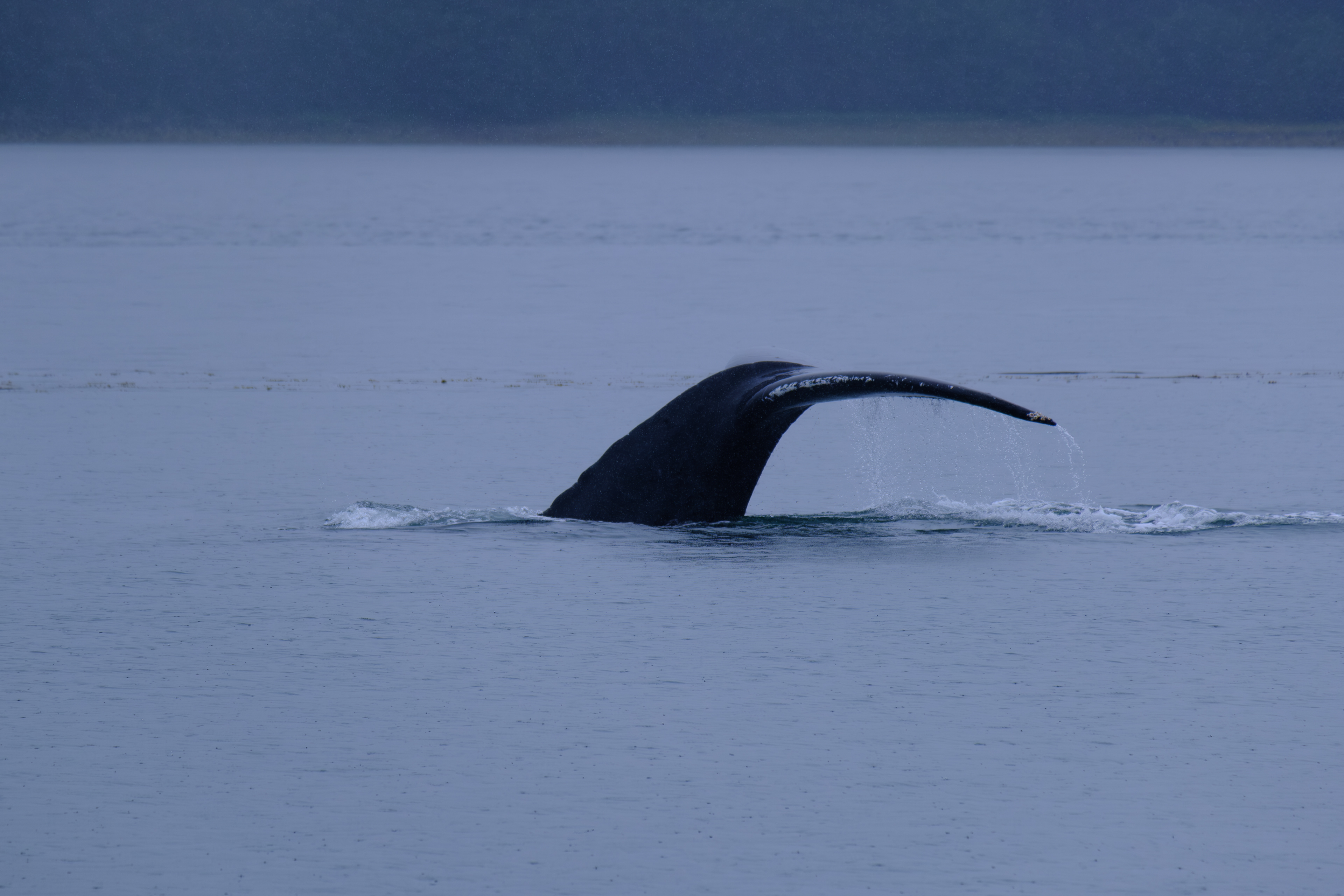 Humpback Whales. Juneau. Alaska. Whales.