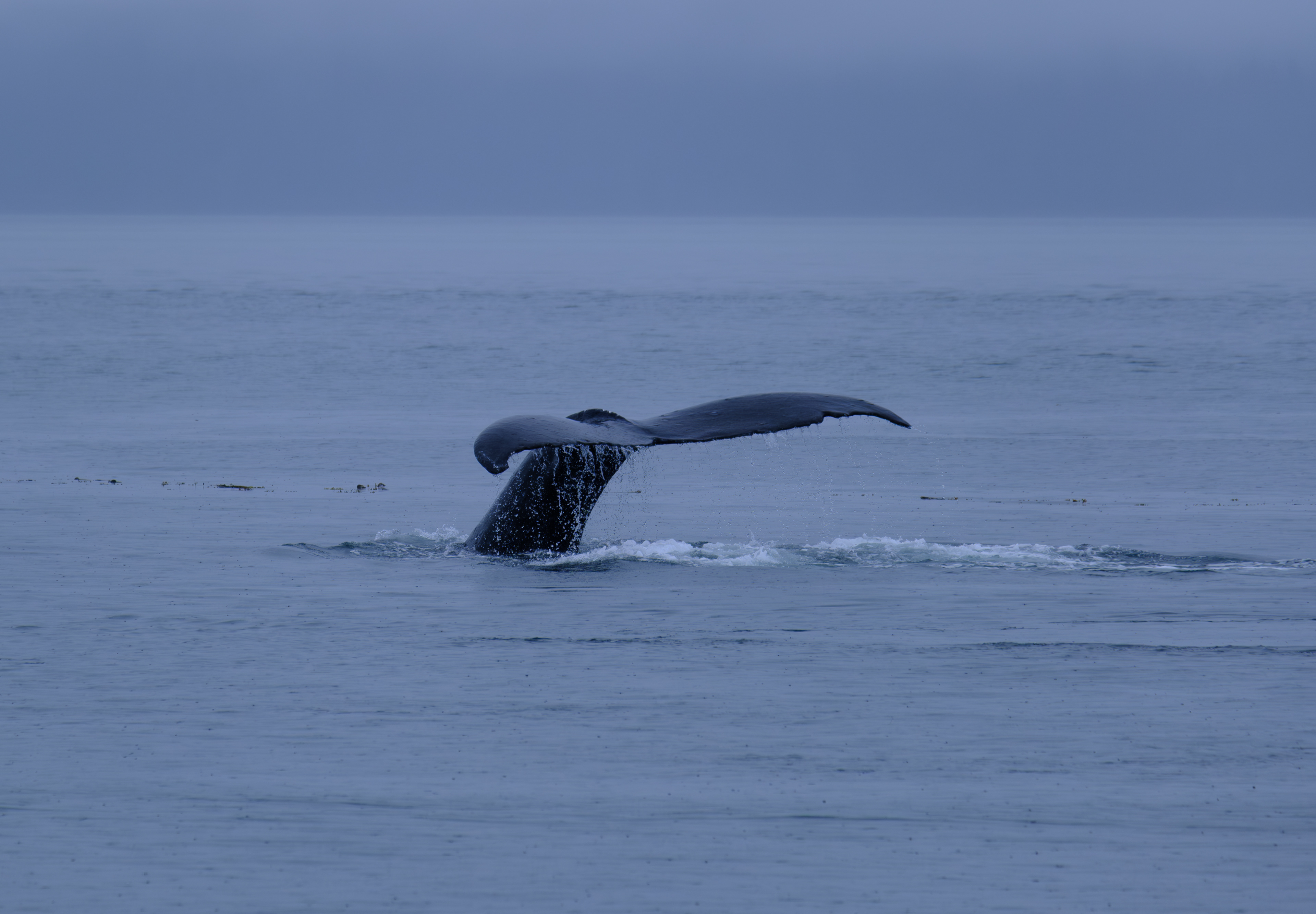 Humpback Whales. Juneau. Alaska. Whales.