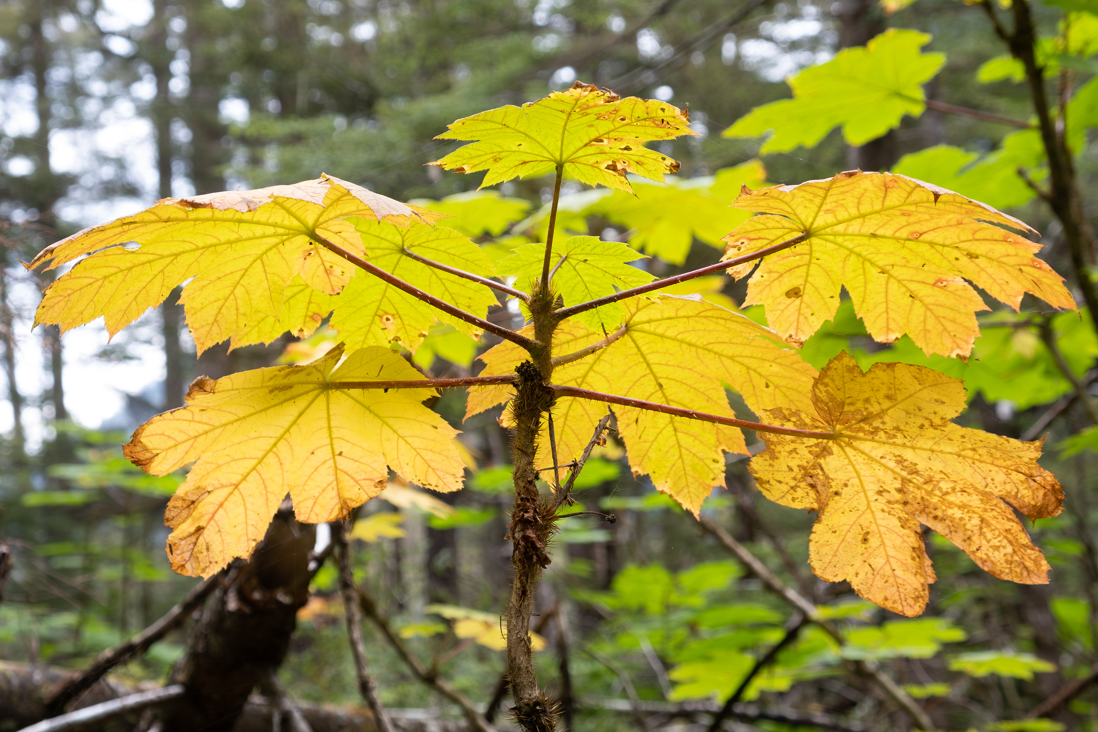 Icy Strait Point. Woods.