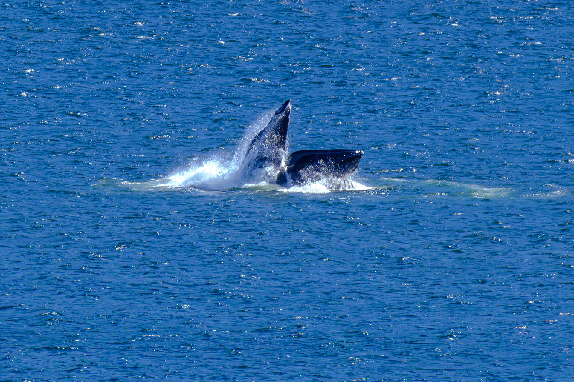 Ketchican. Alaska. Whales.