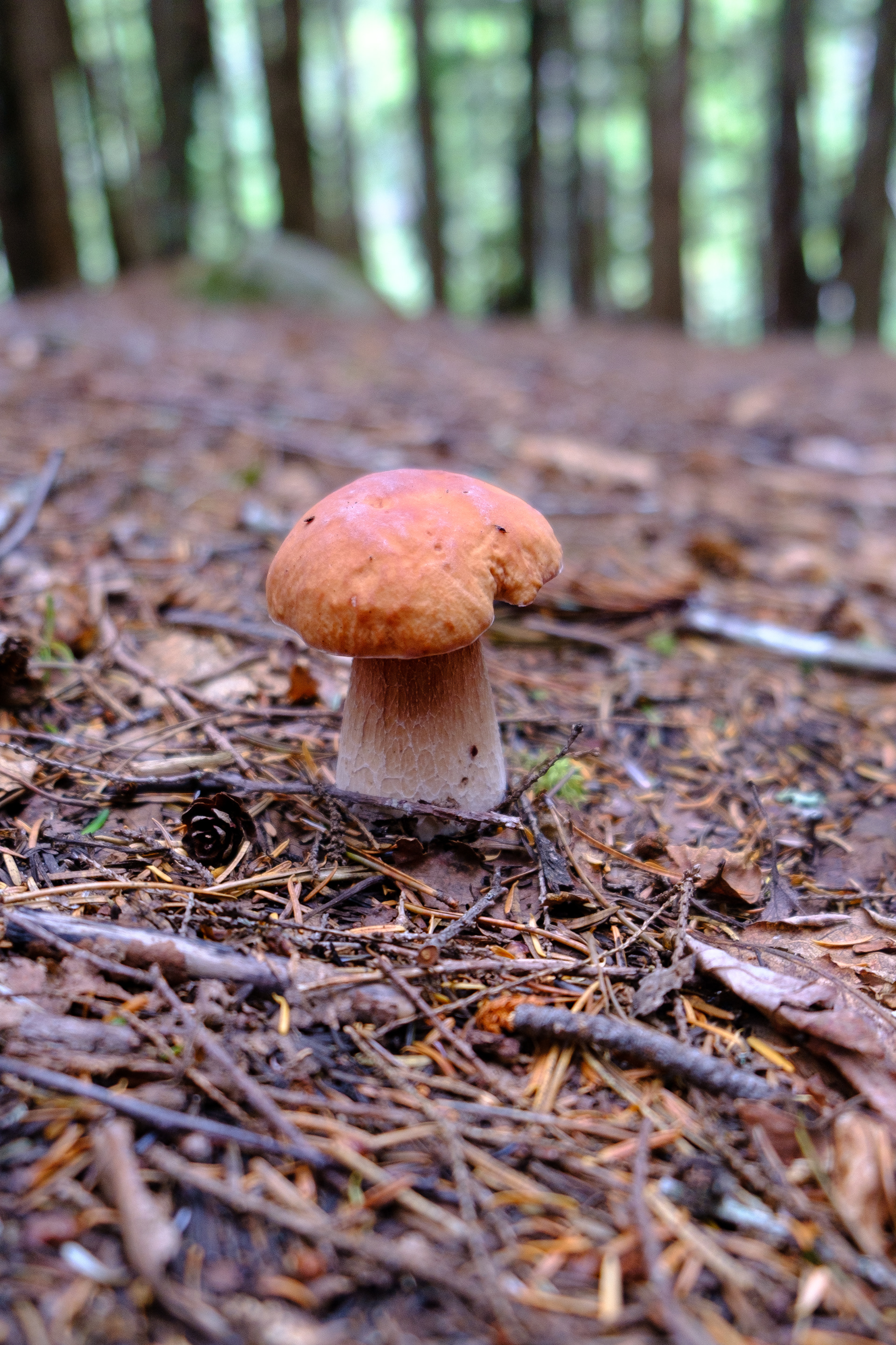 Skagway. Alaska. Boletus edulis muchroom.