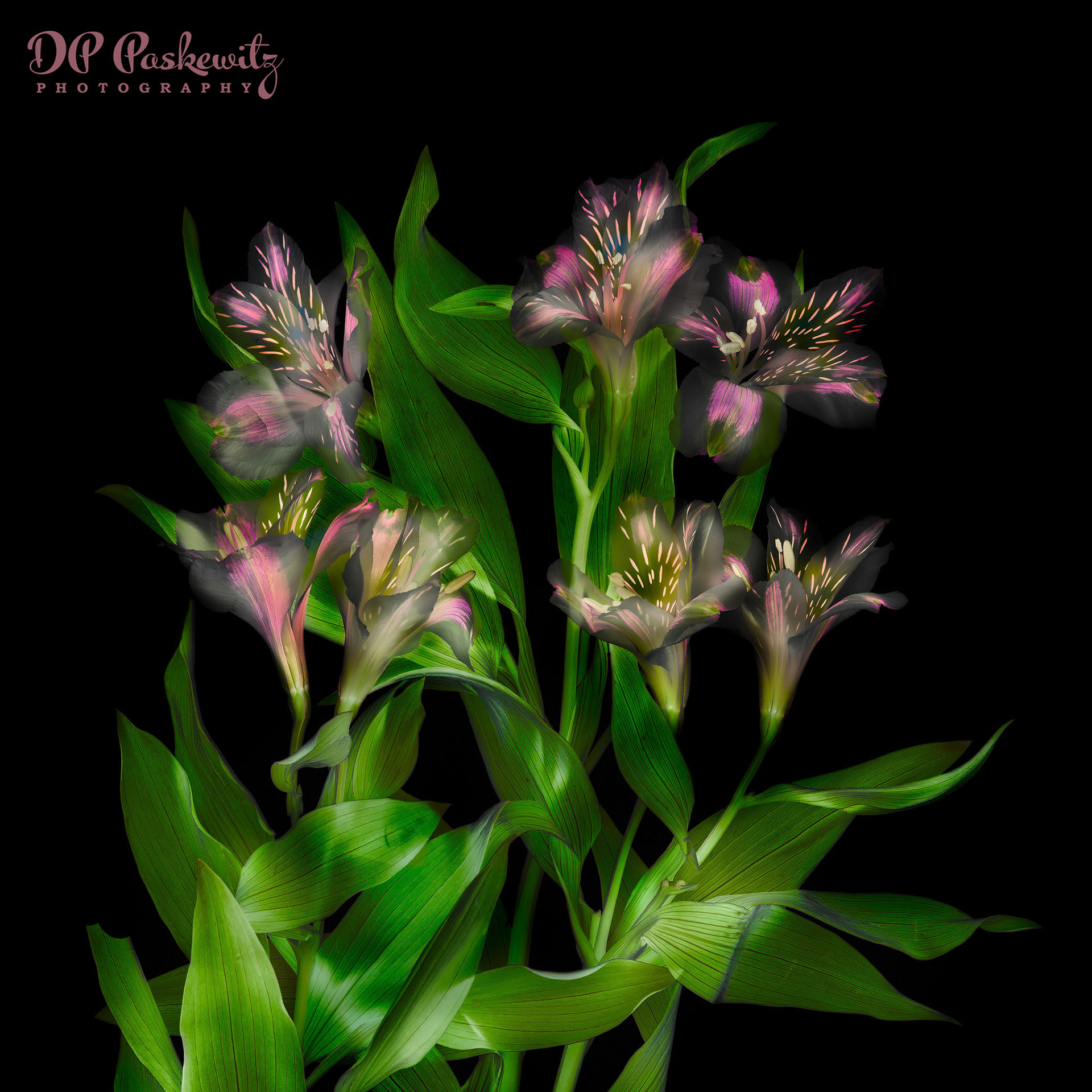 Joe's Alstroemeria Study No. 3 - Inversion: Alstroemeria from Trader Joe's; North Notomas, Sacramento, CA, 2021