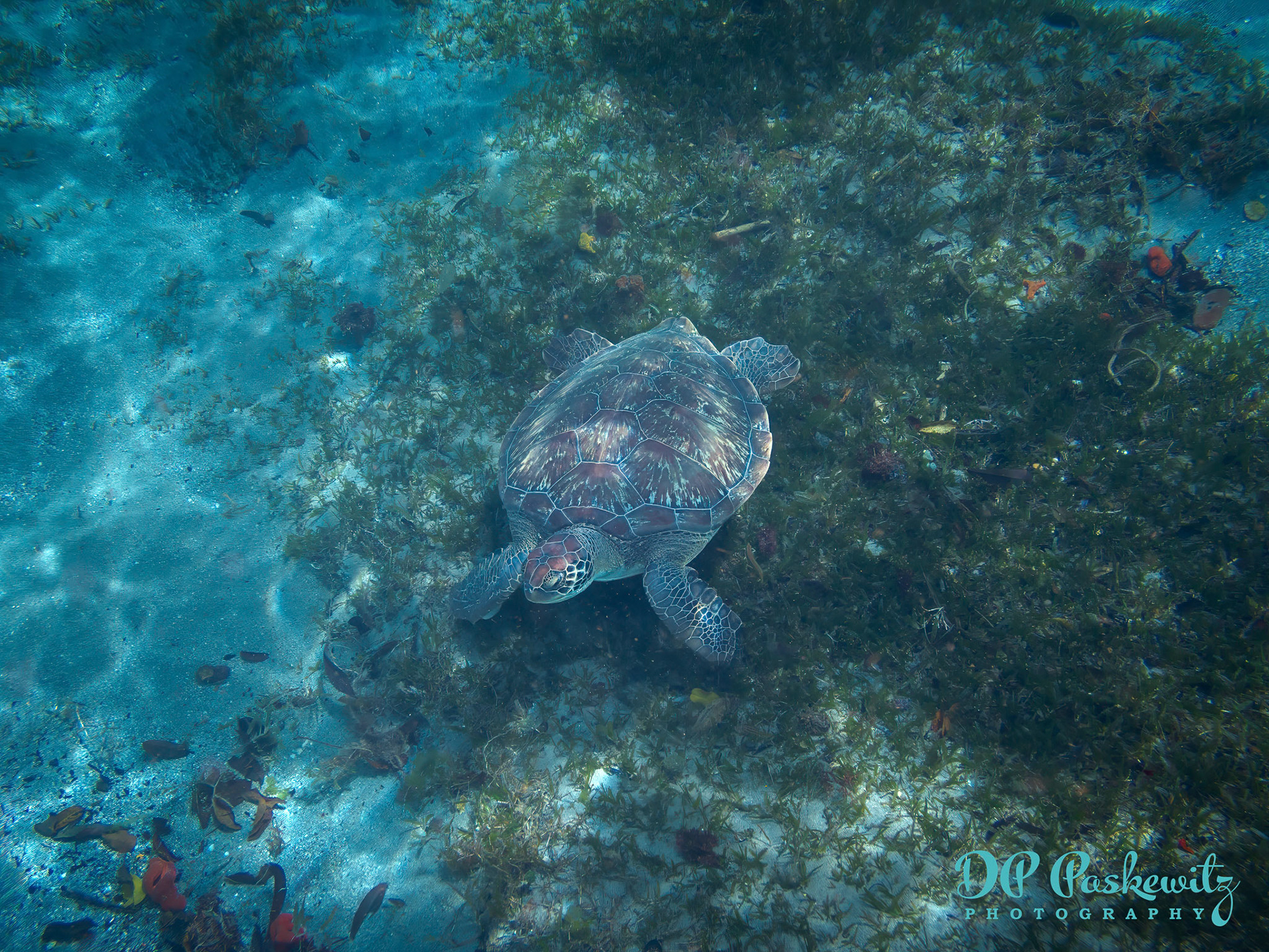 Sea Turtle: Snorkling near Anse Dufour, Martinique, 2023
