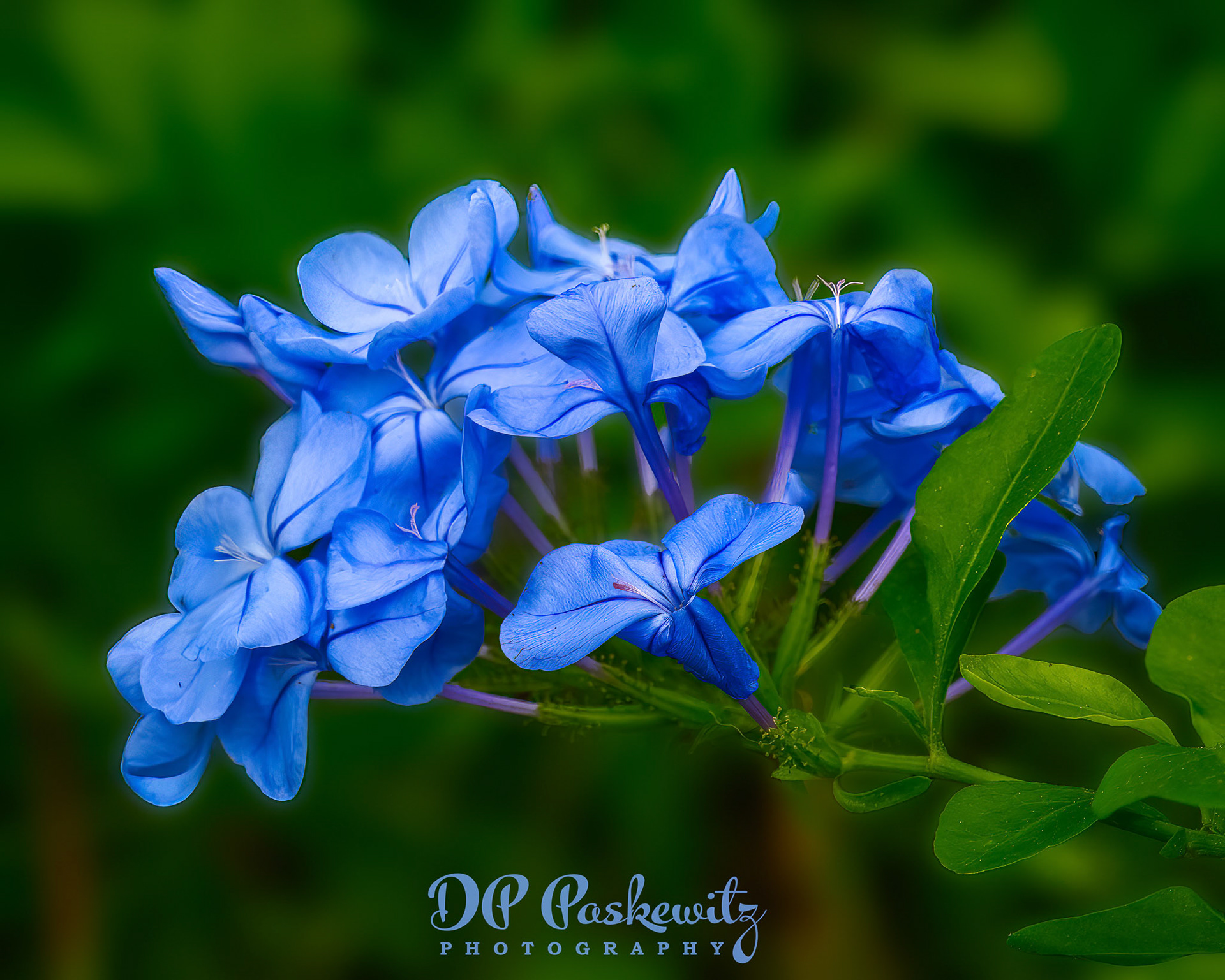Backyard Blue Plumbago: Rockaway, Heritage Park, North Natomas, Sacramento, CA, 2022